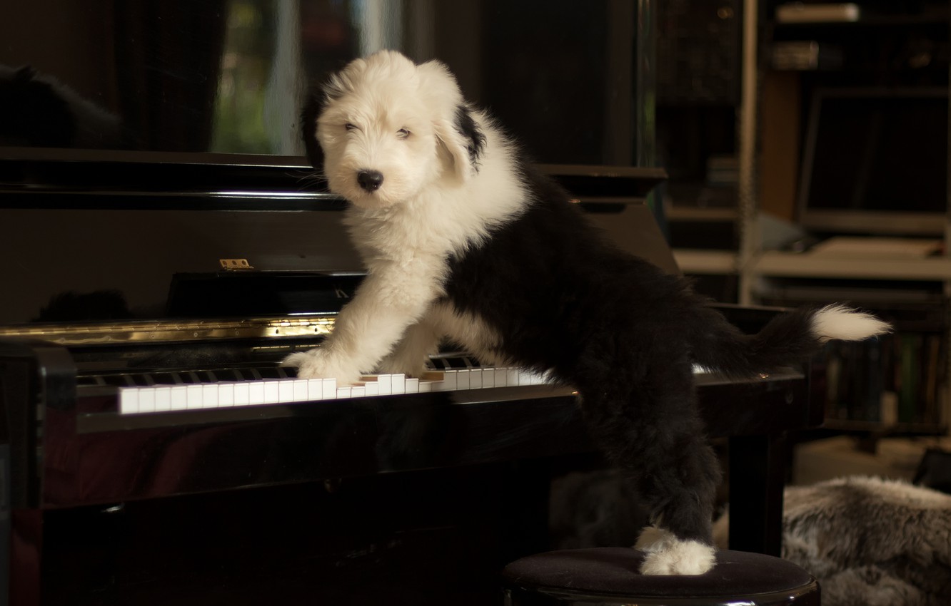 Wallpaper dog, puppy, piano, Bobtail, The old English Sheepdog image for desktop, section собаки