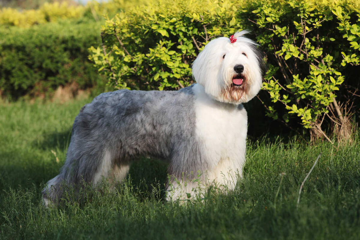 Old English Sheepdog Dog Breed Everything on Old English Sheepdogs