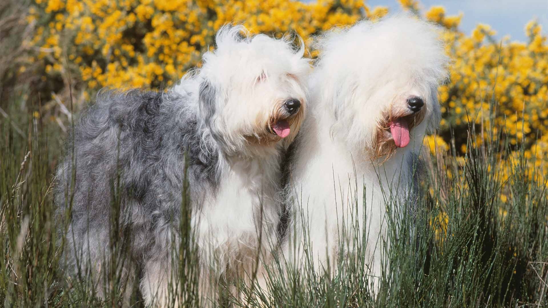 AKC.TV, Old English Sheepdog