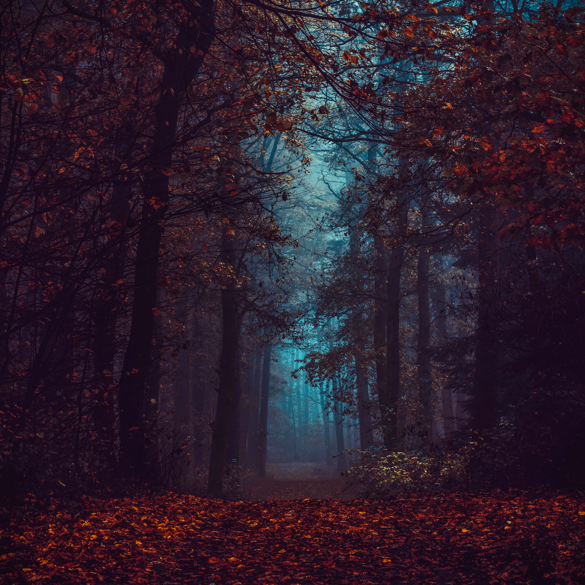 Forest Wallpaper 4K, Fall Foliage, Fog