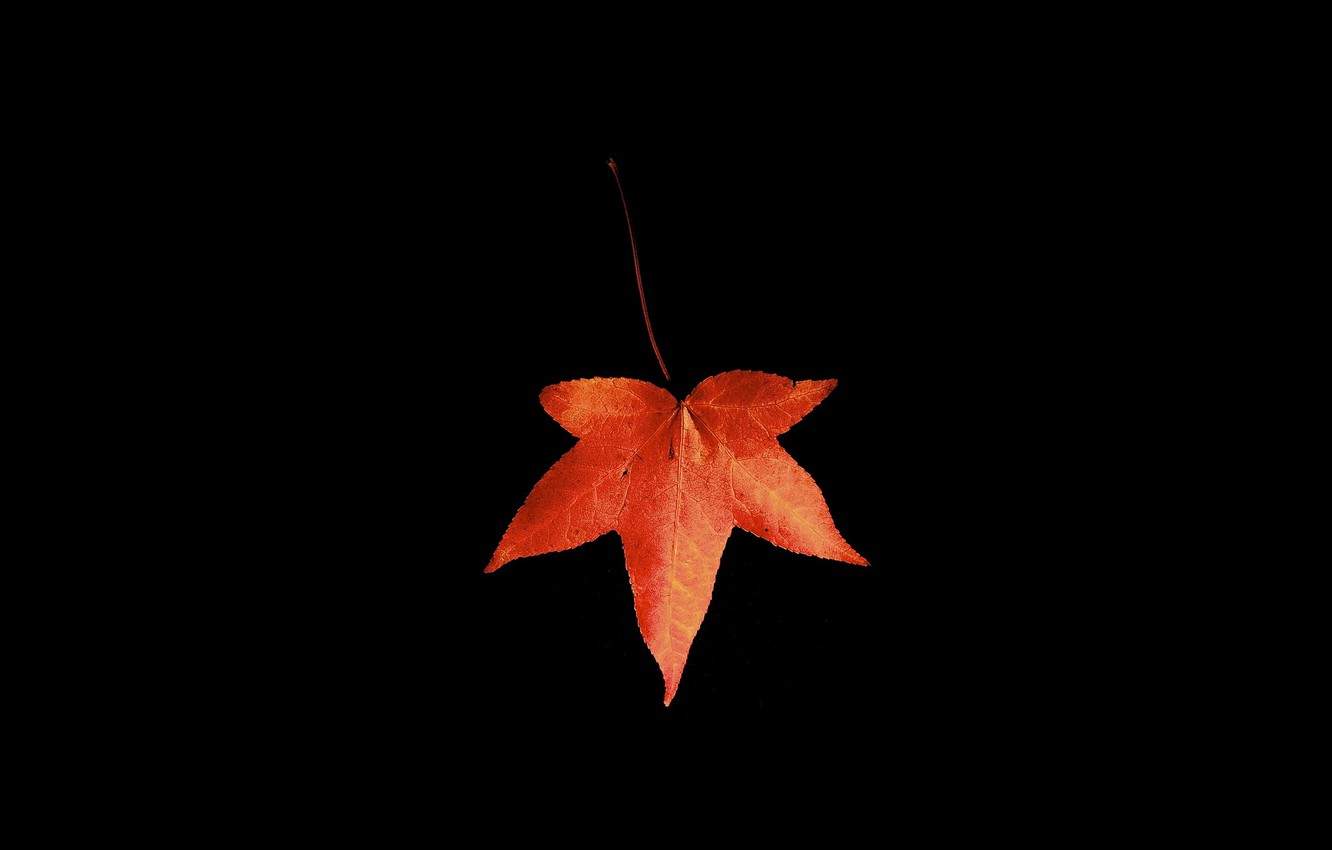 Wallpaper autumn, macro, sheet, black background image for desktop, section минимализм