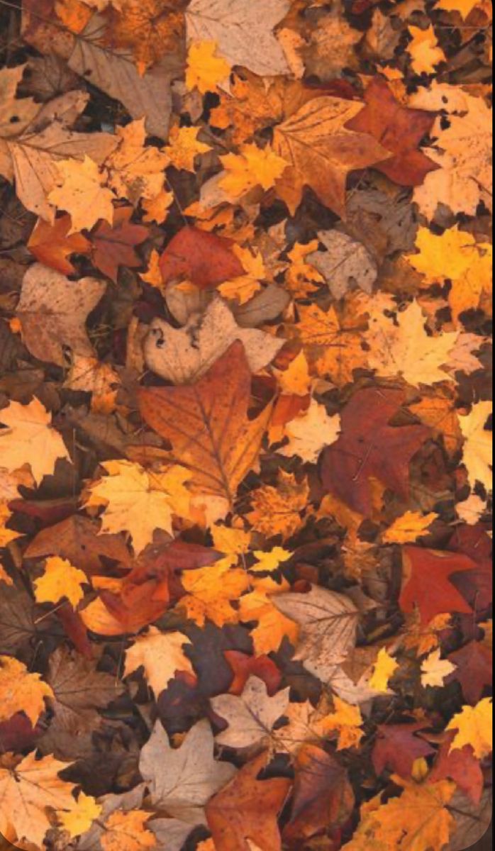 Autumn Widget Wallpapers Wallpaper Cave
