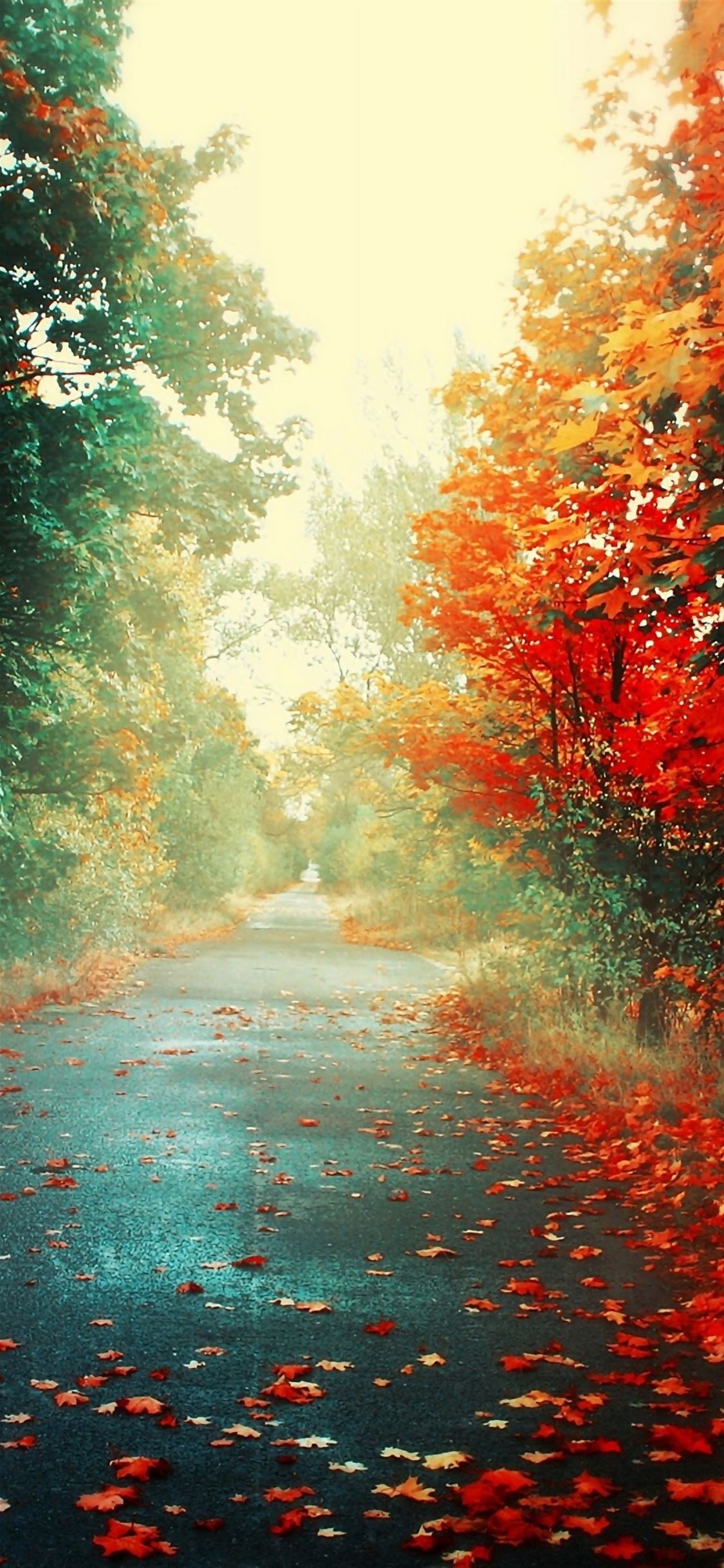 Trees Autumn iPhone Wallpaper Free Download