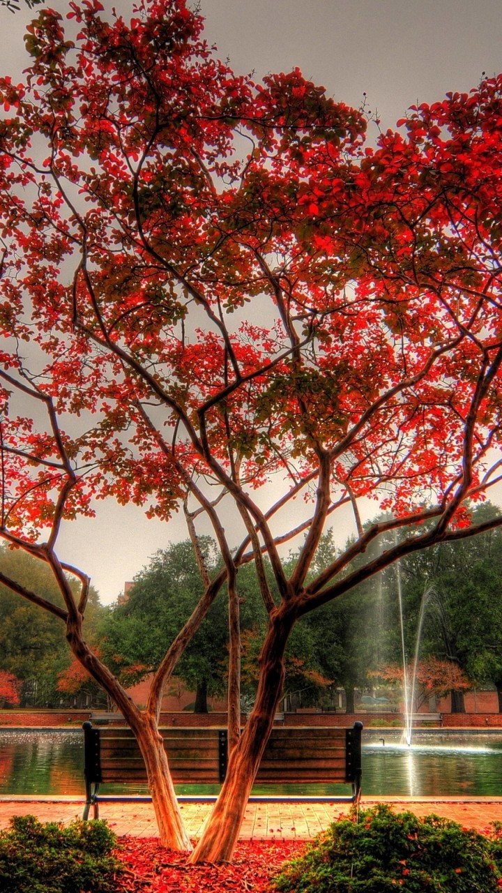 Autumn HD Wallpaper for Galaxy S3