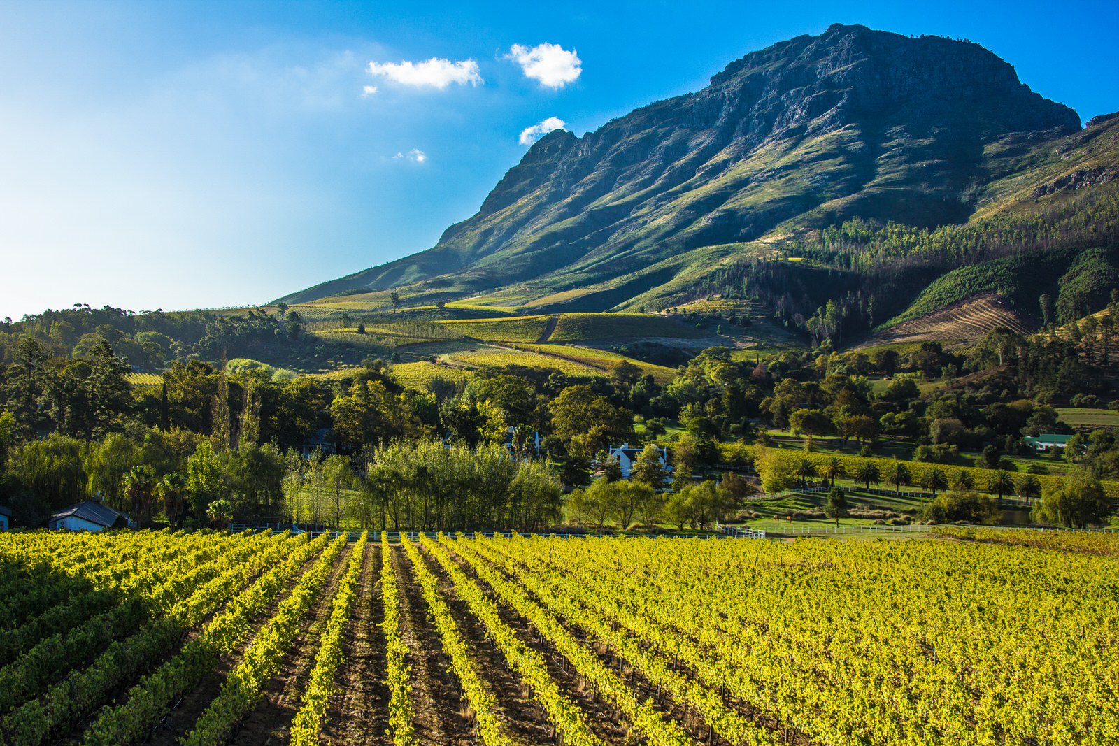 Cape Winelands: a South African sipping safari