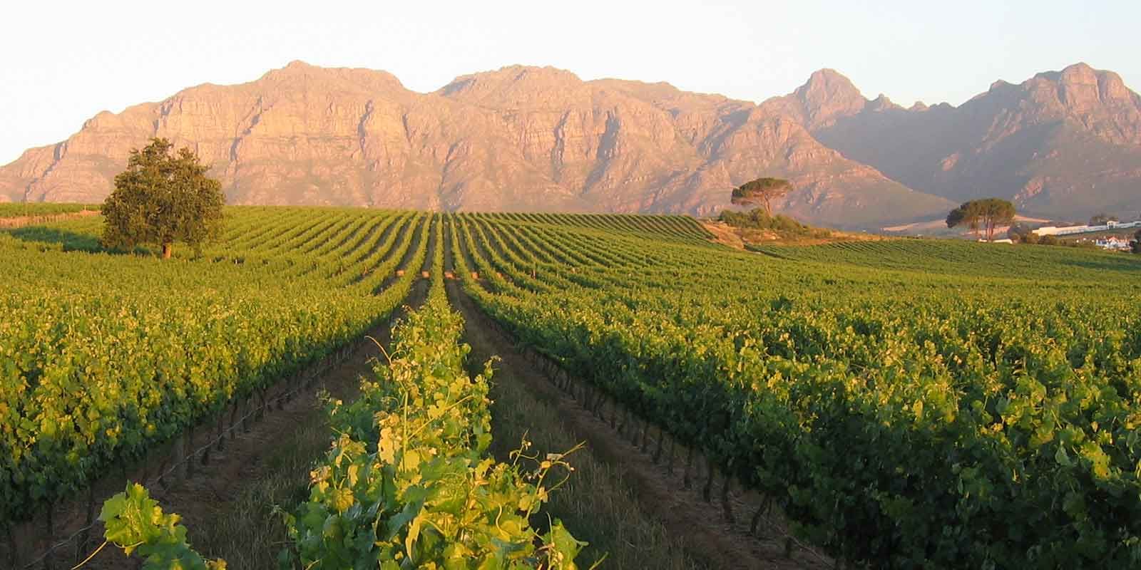 Cape Winelands Meander
