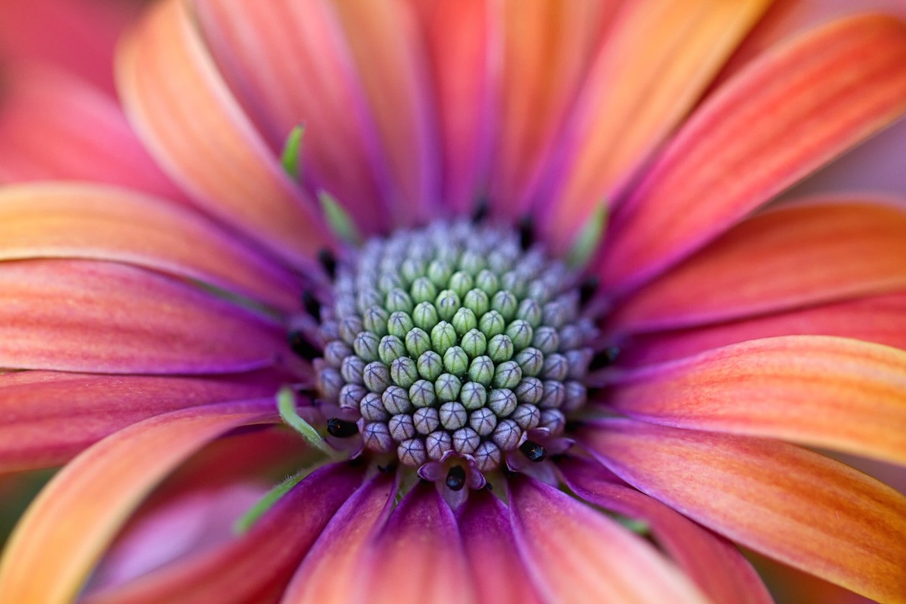 Shiny Shots Of Bright Flowers: Photo Contest Finalists