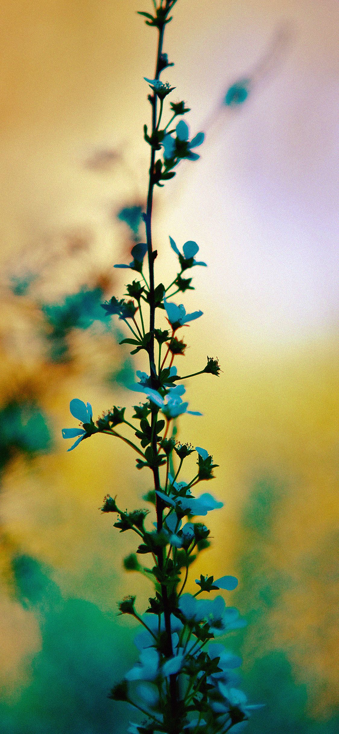 Blue flower sunny bright day bokeh iPhone X Wallpaper Free Download