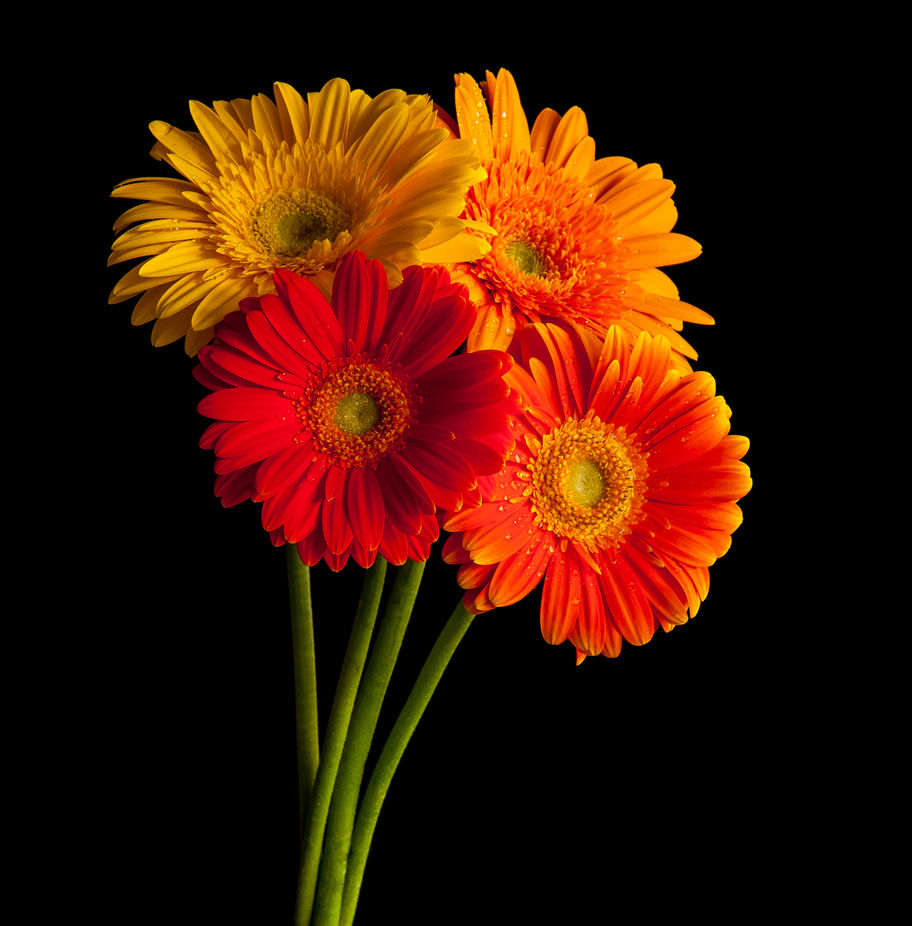 Bright Flowers Photo Contest Winners