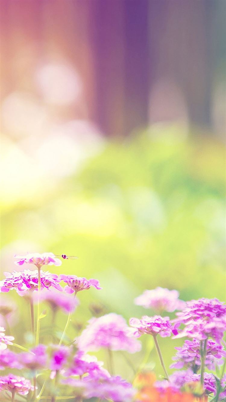 Dreamy Sunshine Bright Flower Bokeh iPhone 8 Wallpaper Free Download