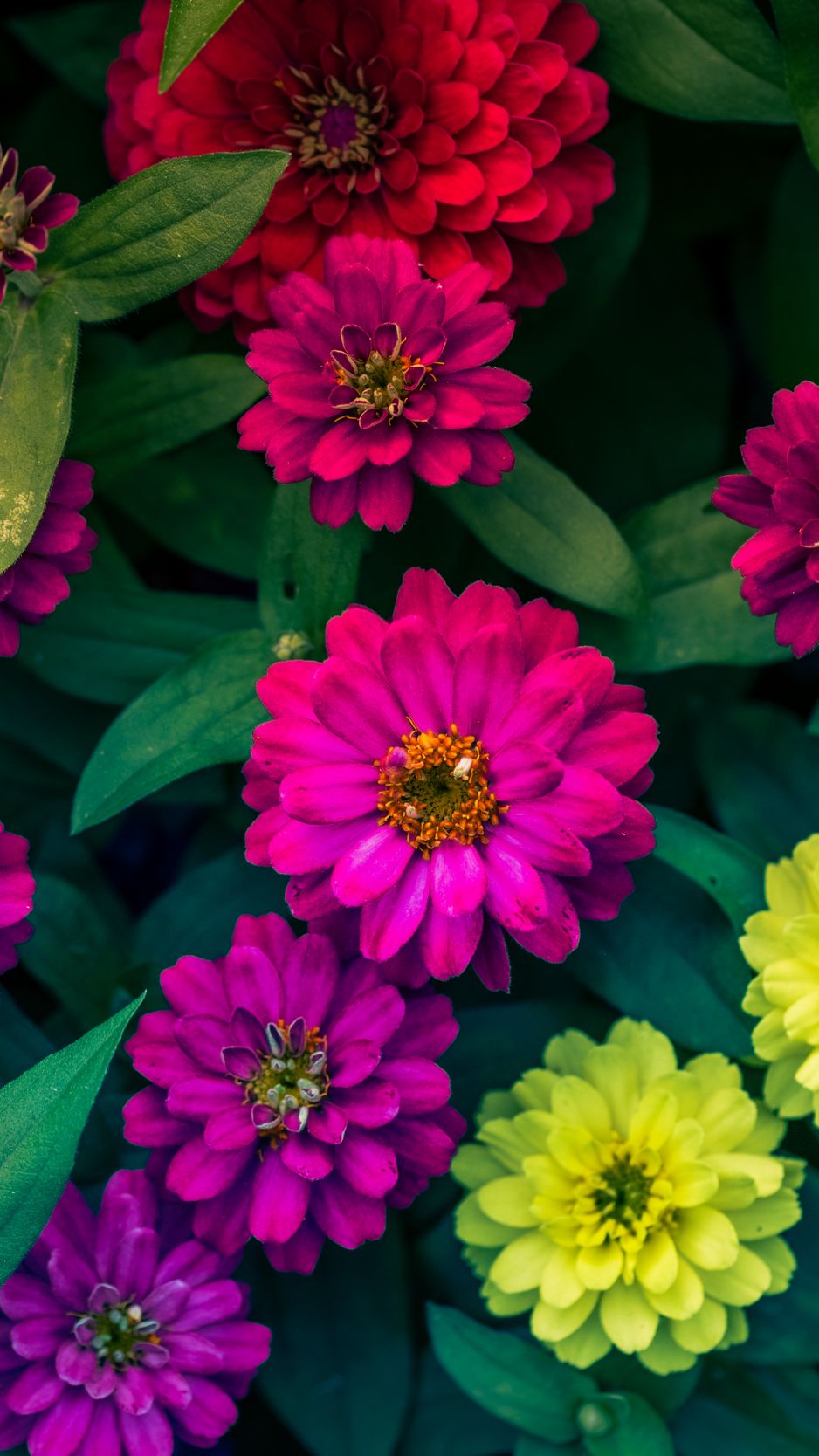 Download Wallpaper 938x1668 Zinnias, Flowerbed, Flowers, Bright Iphone 8 7 6s 6 For Parallax HD Background