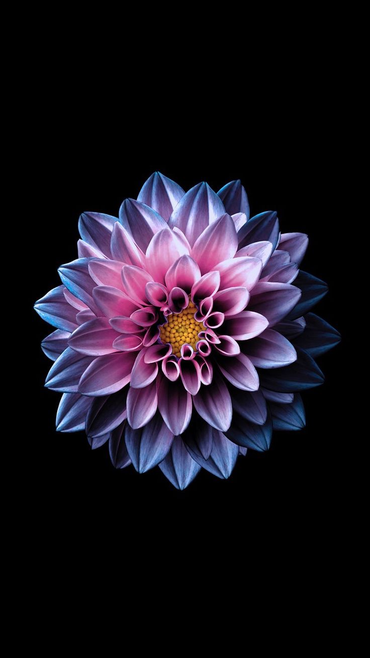 Bright flower wallpaper. Flower iphone wallpaper, Flower background iphone, Flower phone wallpaper