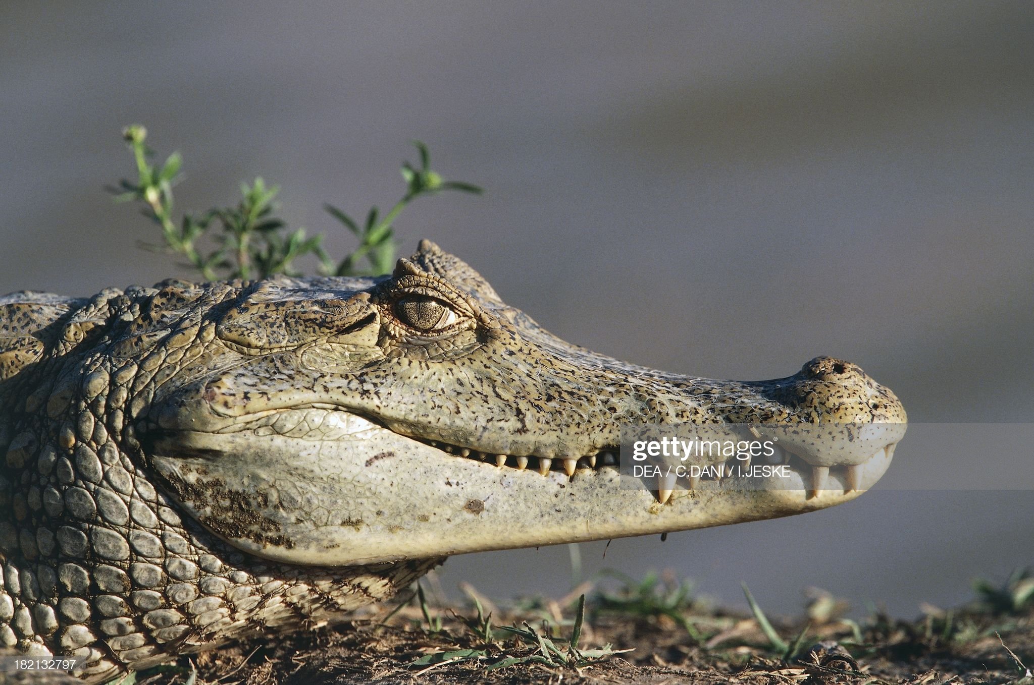 Spectacled or white caiman, Alligatoridae, Apure, Los Llanos,. News Photo