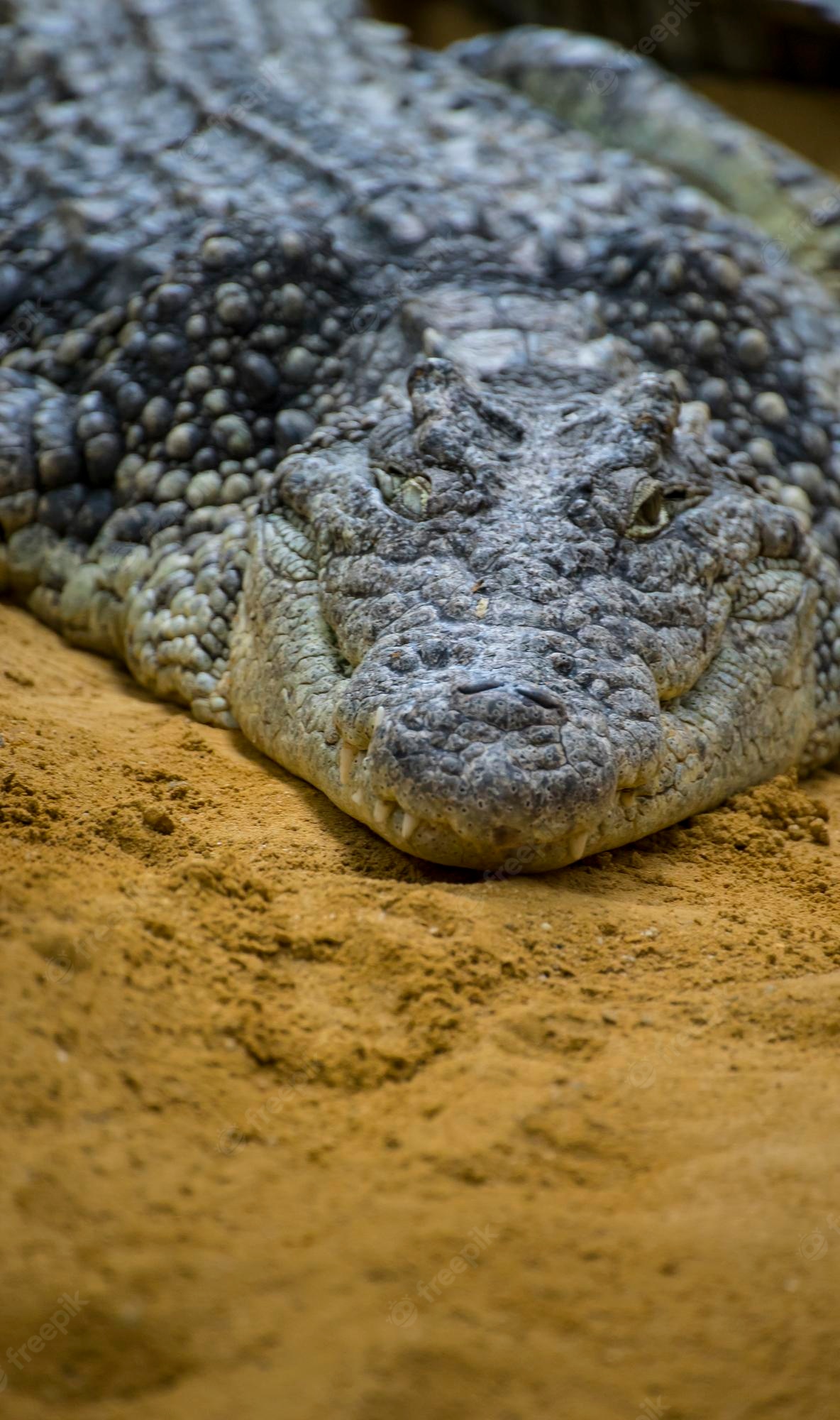 Premium Photo. An alligator is a crocodilian in the genus alligator of the family alligatoridae, close up texture of alligator skin
