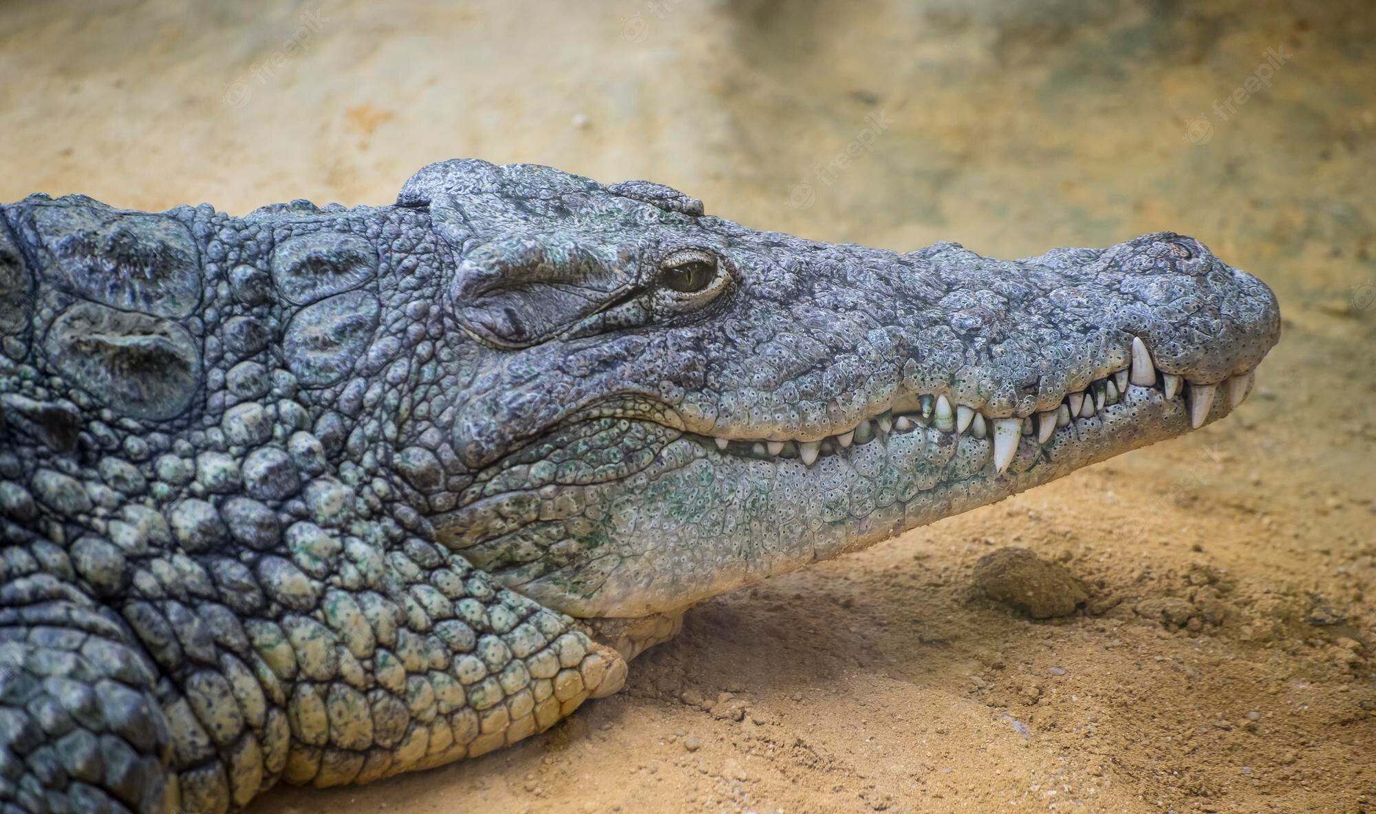 Premium Photo. An alligator is a crocodilian in the genus alligator of the family alligatoridae, close up texture of alligator skin