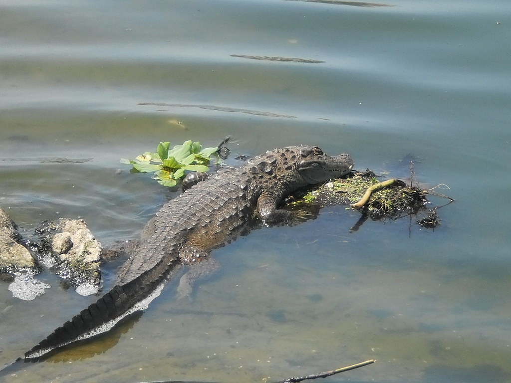 Crocodylia: Alligatoridae. Caiman latirostris Daudin, 1802