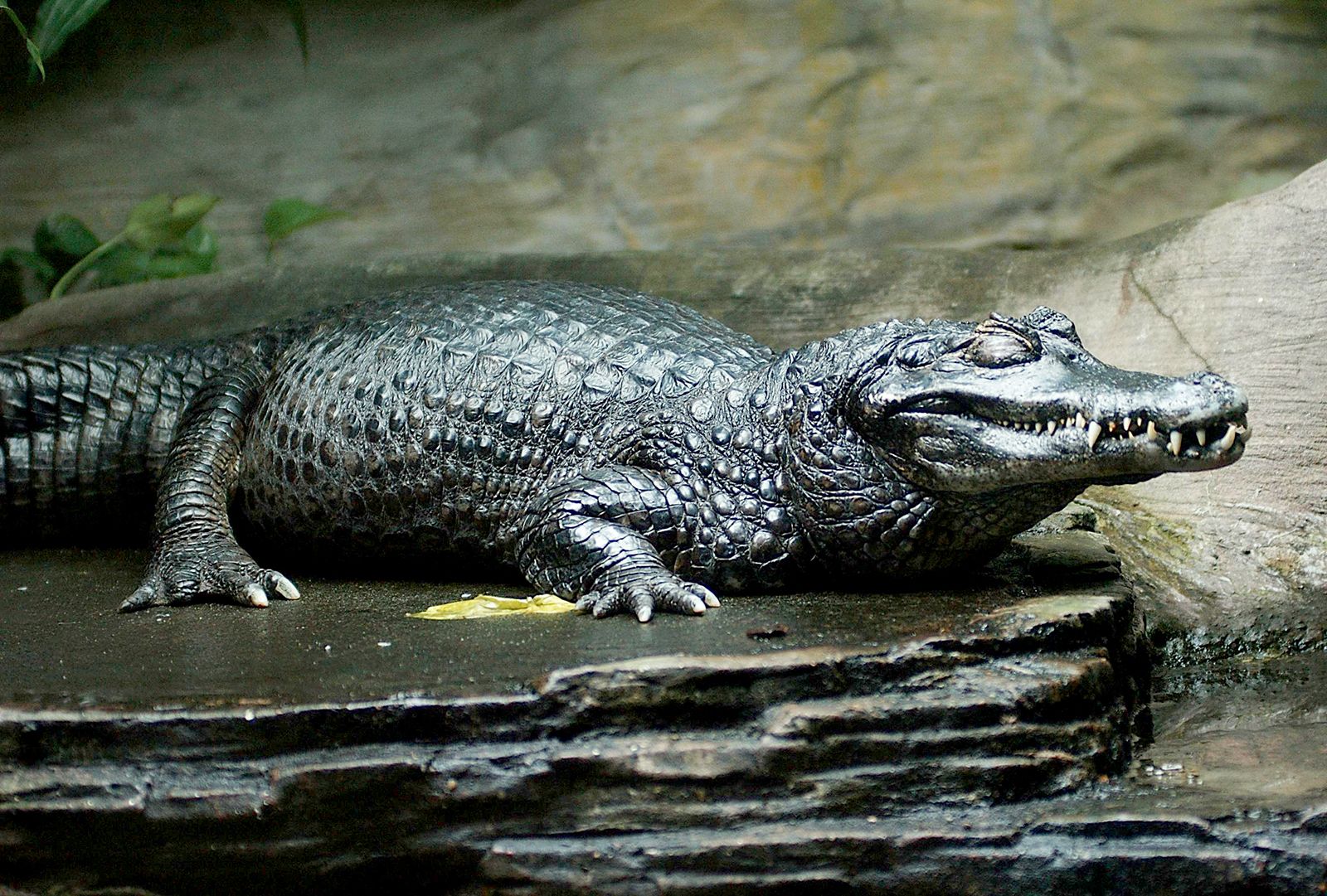 caiman. Description, Genera, & Facts