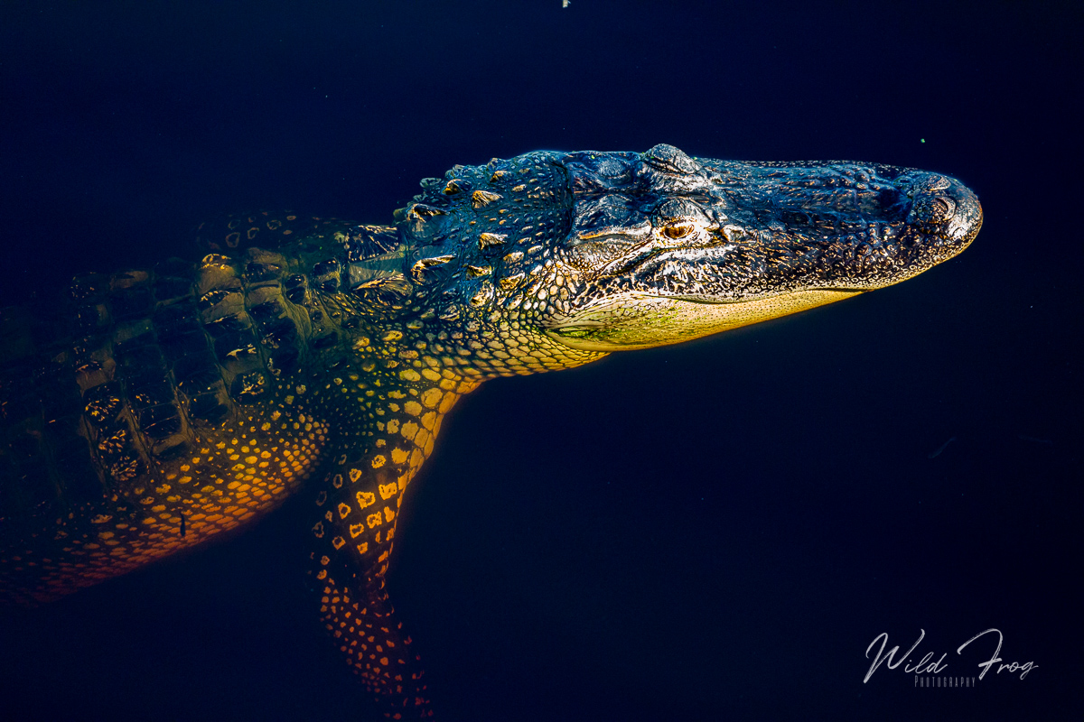 American Alligator Frog Photography Travel and Photo Blog