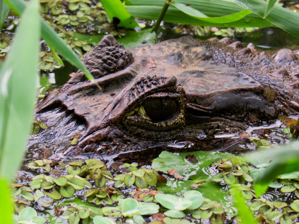 Alligatoridae: Caimaninae: Caiman crocodilus. Spectacled ca