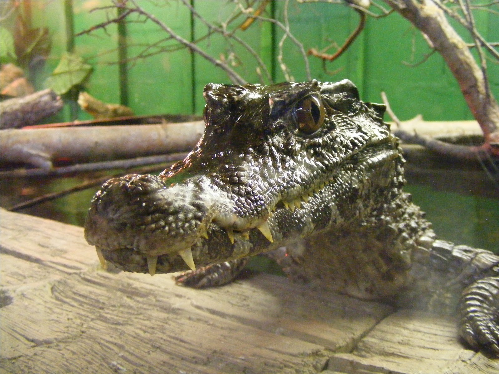 The Disillusioned Taxonomist: Crocodiles of the World
