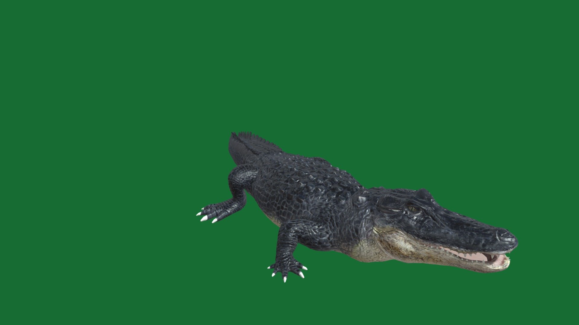 Alligator