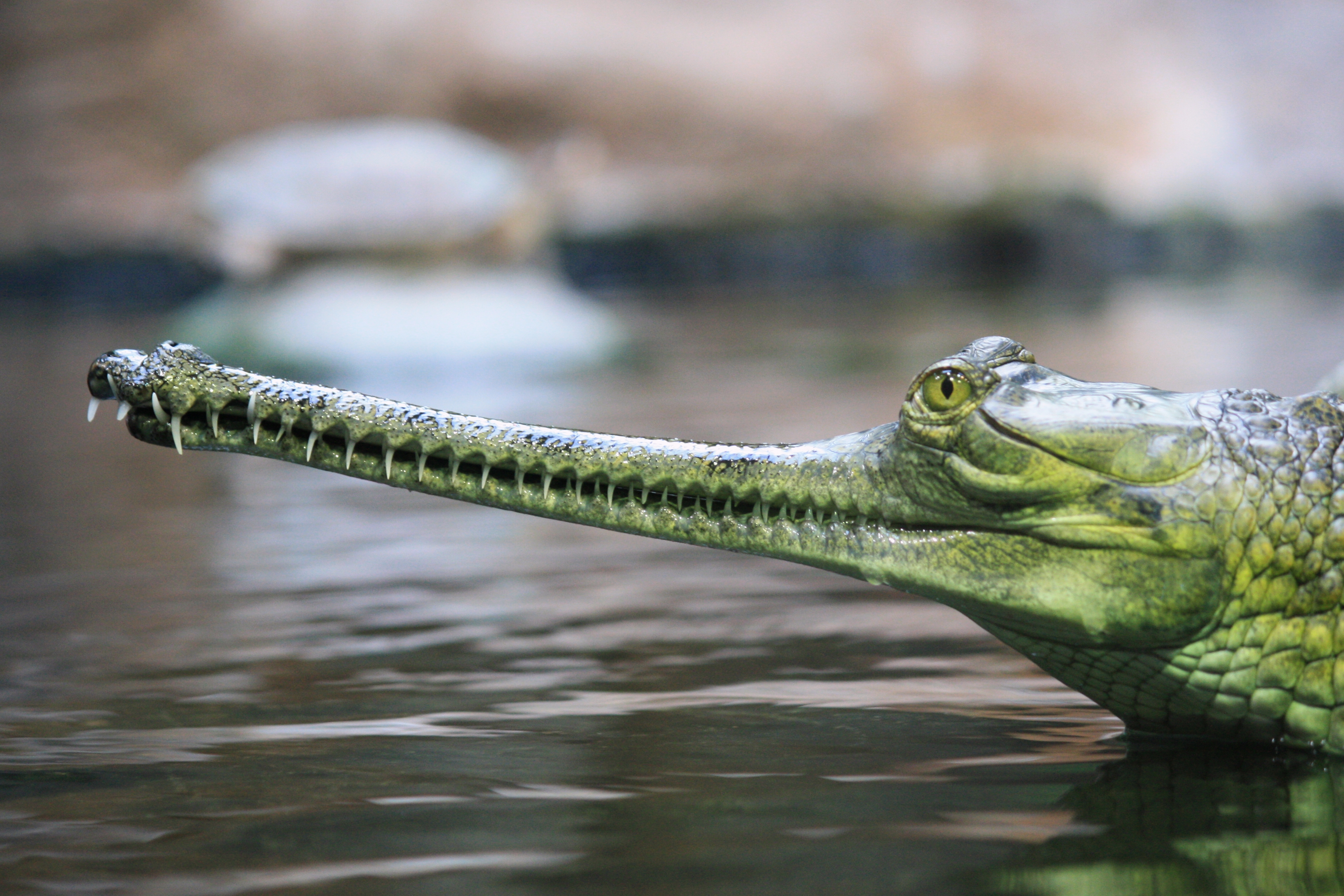 Gavialoidea