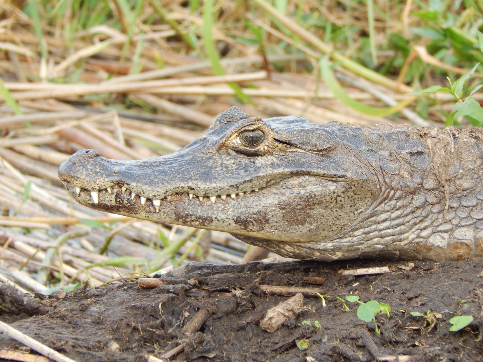 caiman. Description, Genera, & Facts