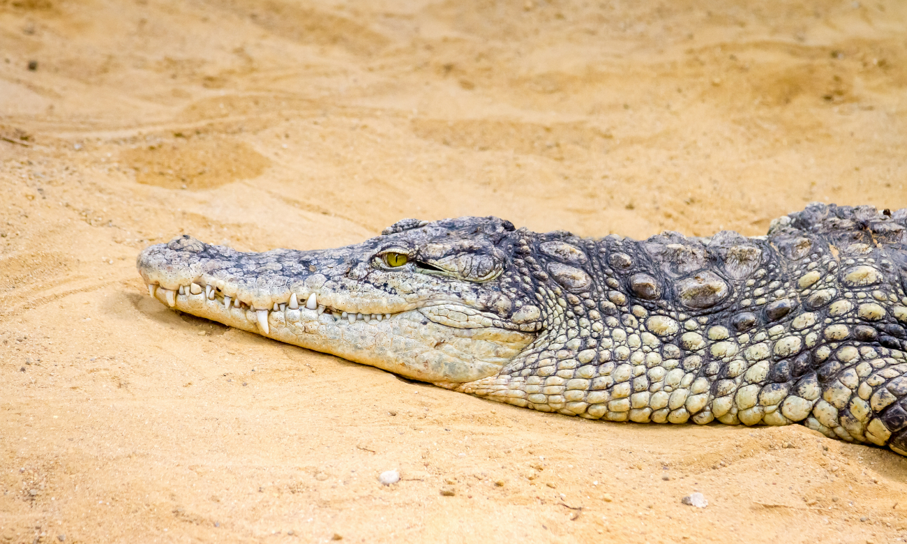 Florida Tourist Attacked by Crocodile on Mexican Beach