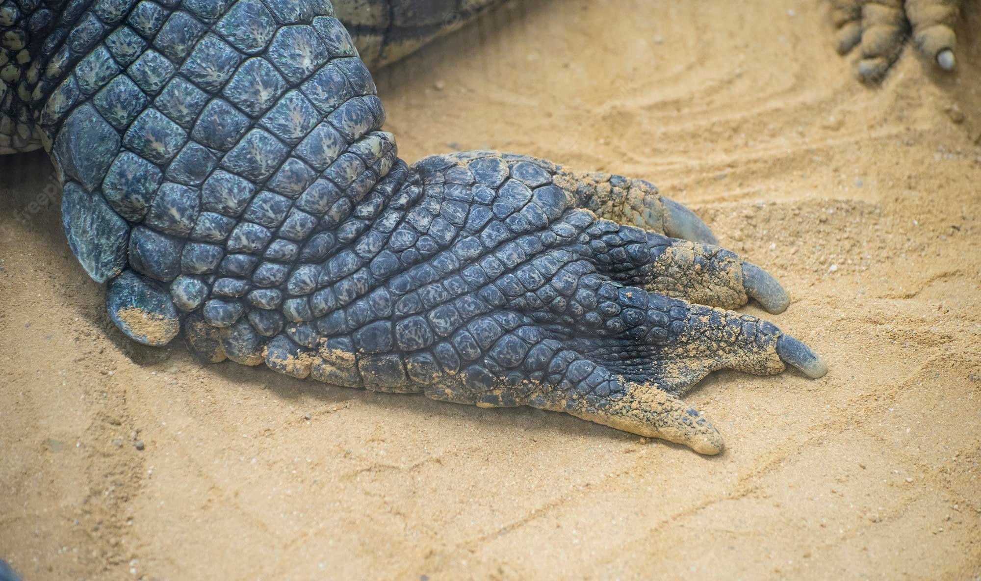 Premium Photo. An alligator is a crocodilian in the genus alligator of the family alligatoridae, close up texture of alligator skin