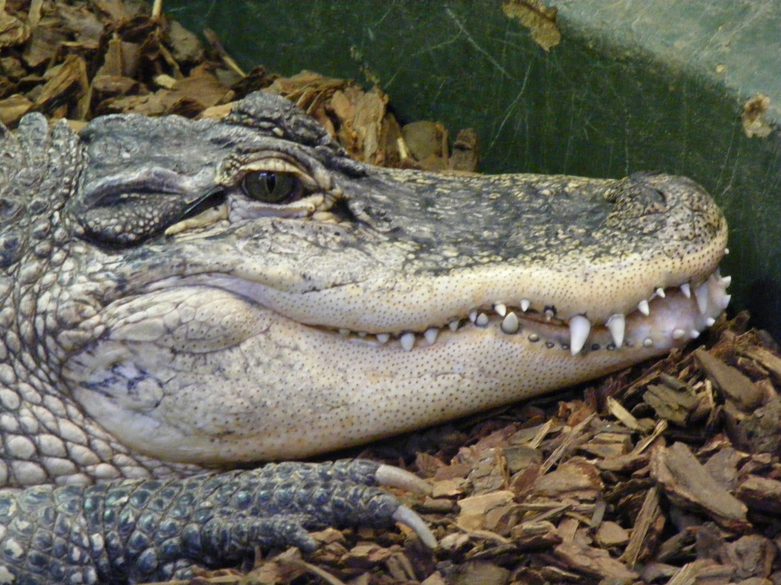 The Disillusioned Taxonomist: Crocodiles of the World