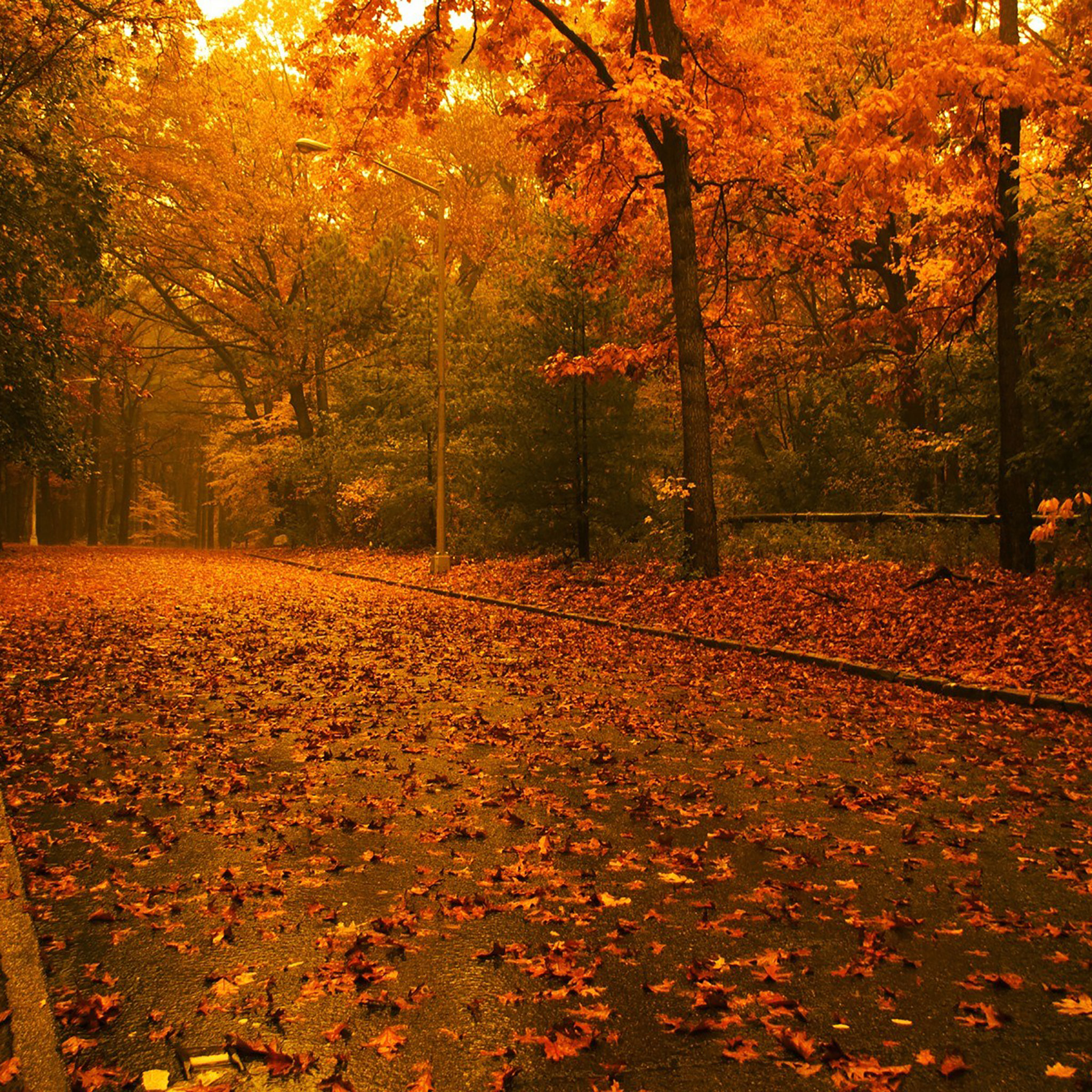 autumn ipad wallpaper, natural landscape, tree, deciduous, nature, leaf