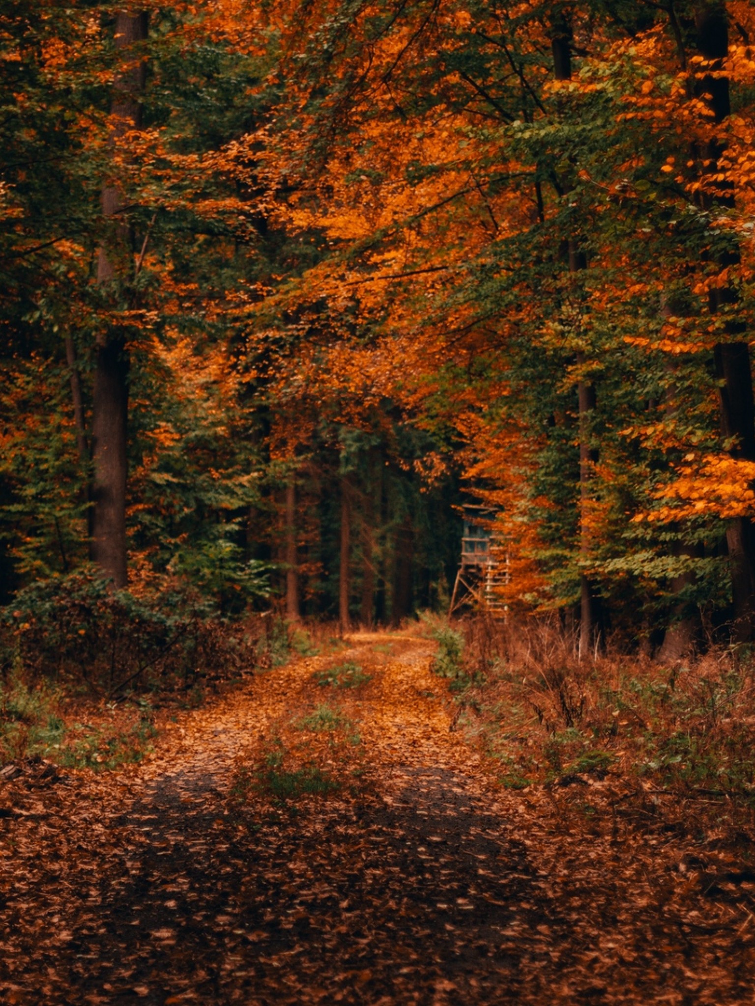 Леса осенью