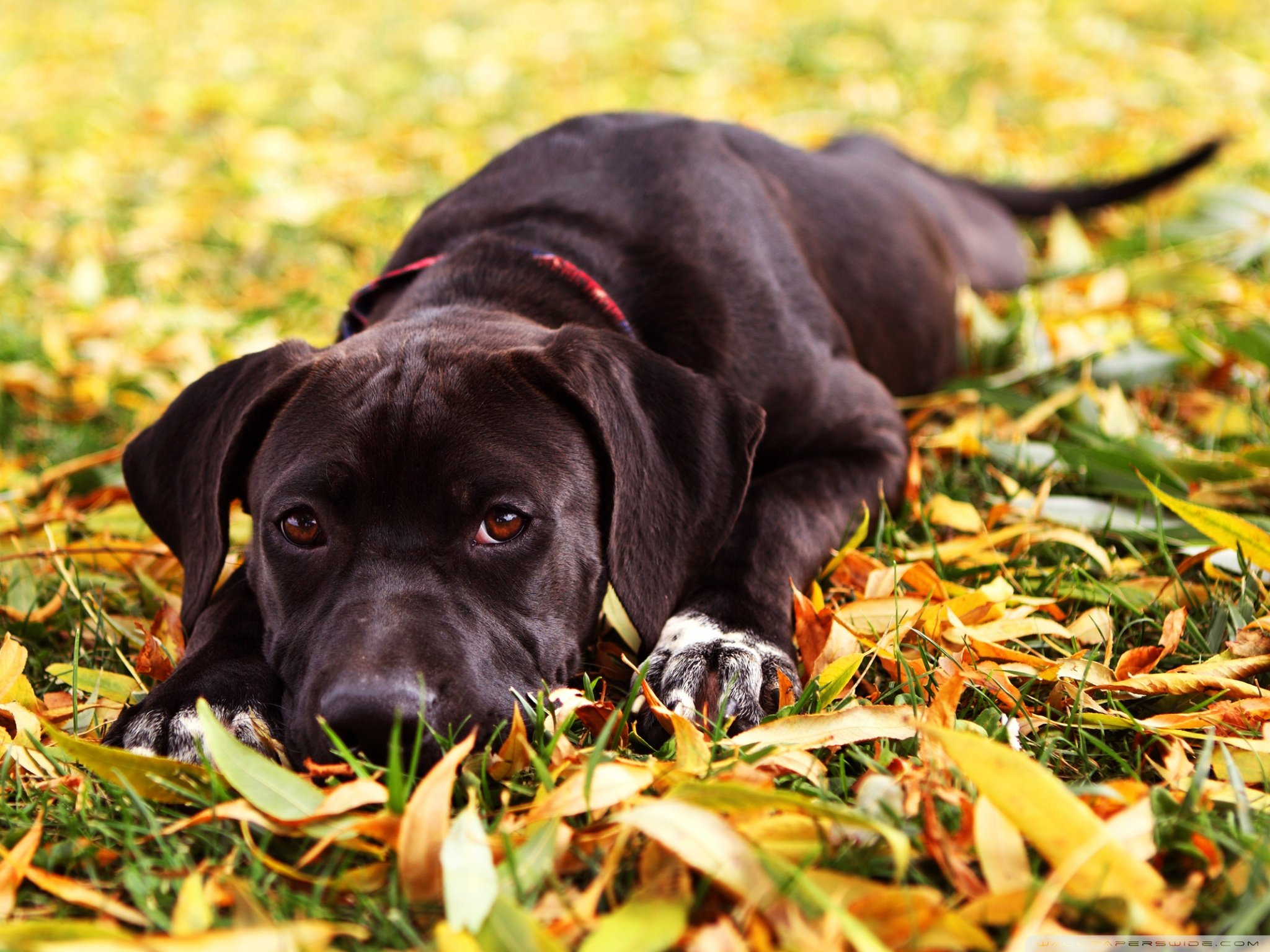 Black Dog Autumn Wallpapers - Wallpaper Cave