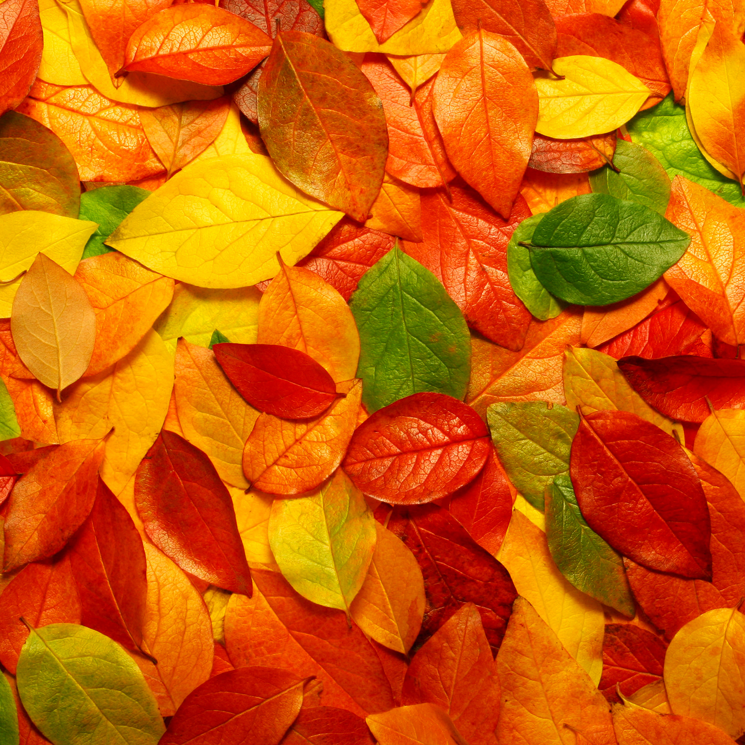 Autumn Leaves Wallpaper for iPhone Pro Max, X, 6
