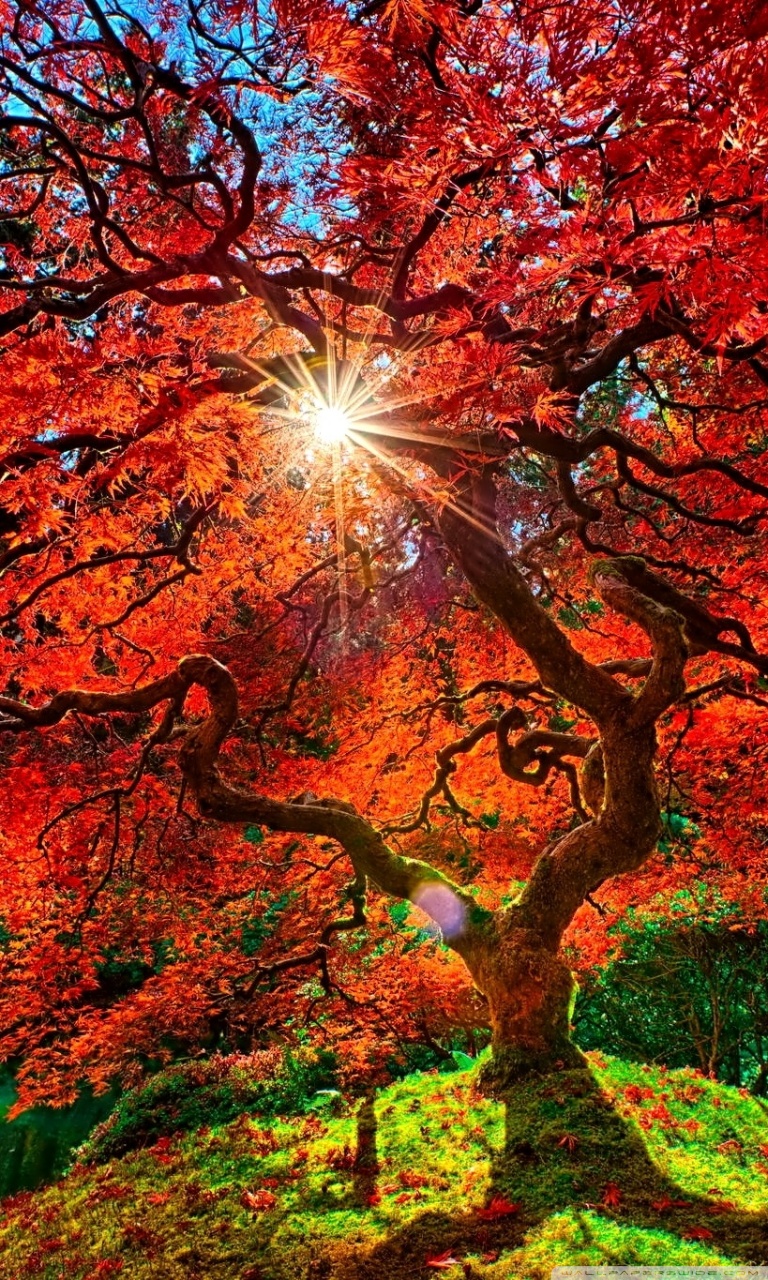 Autumn Paradise Ultra HD Desktop Background Wallpaper for 4K UHD TV, Widescreen & UltraWide Desktop & Laptop, Tablet