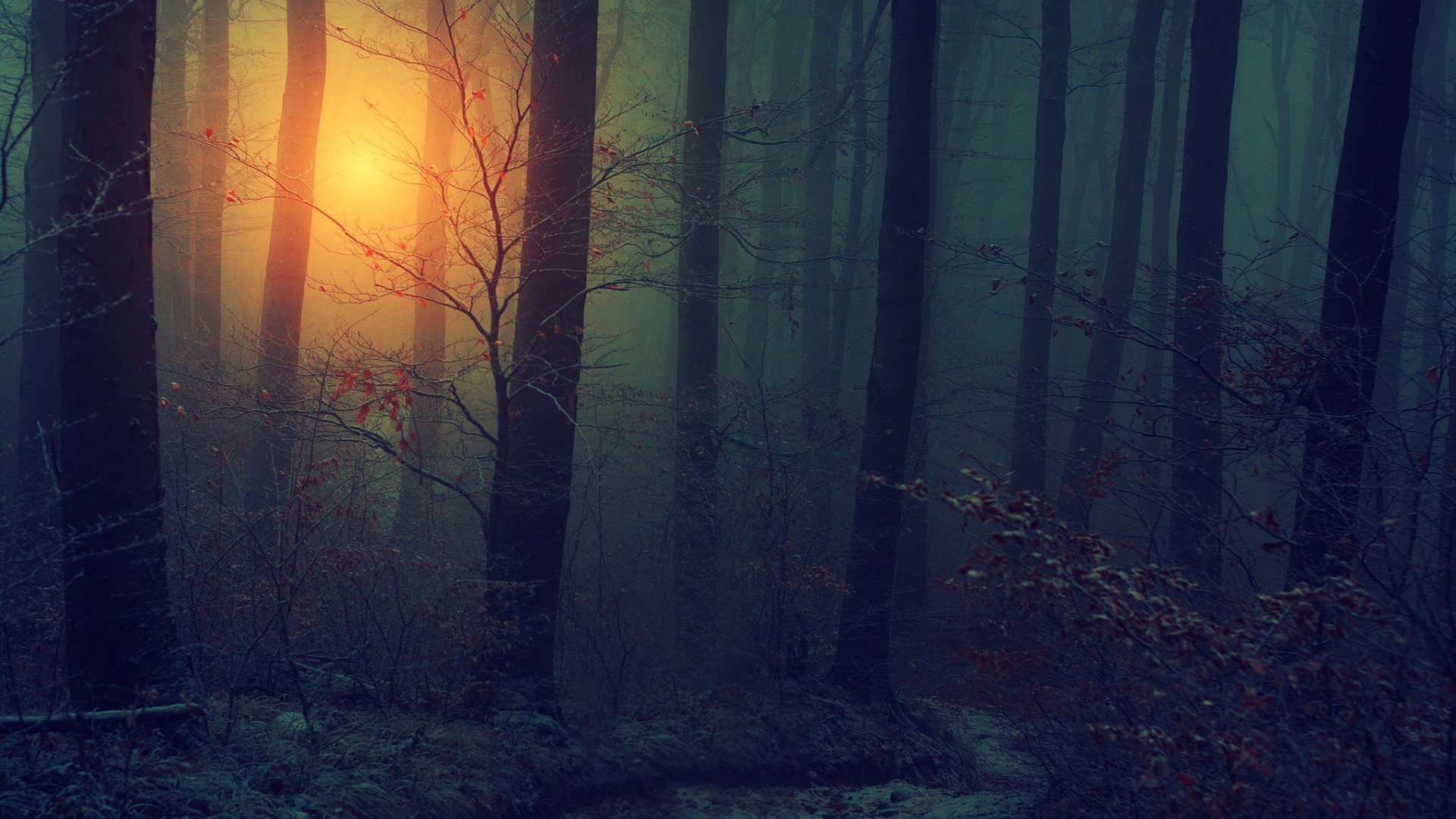 Dark Woods Wallpaper HD Download Free