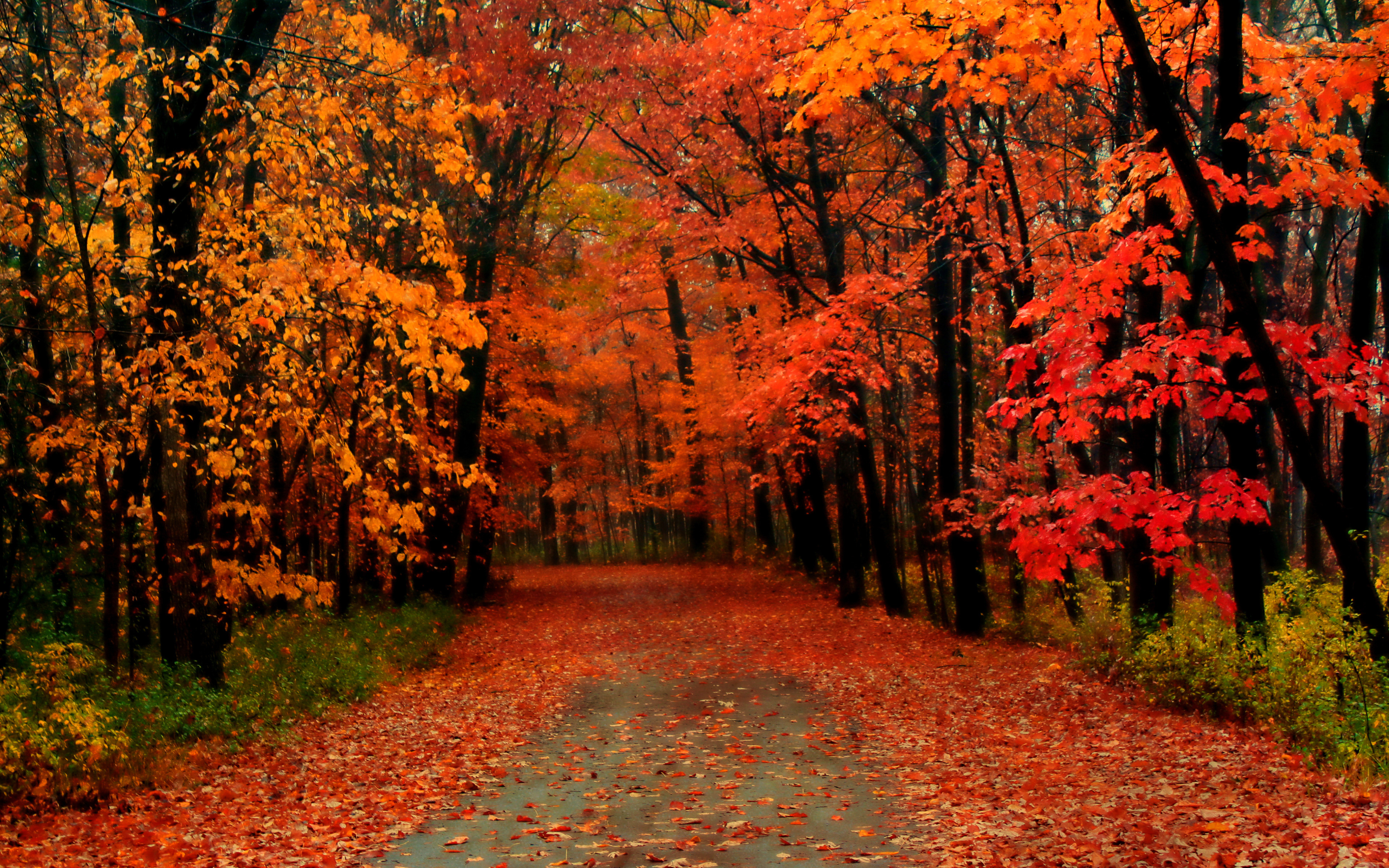 Leaf peeping guide: When is best time for fall foliage