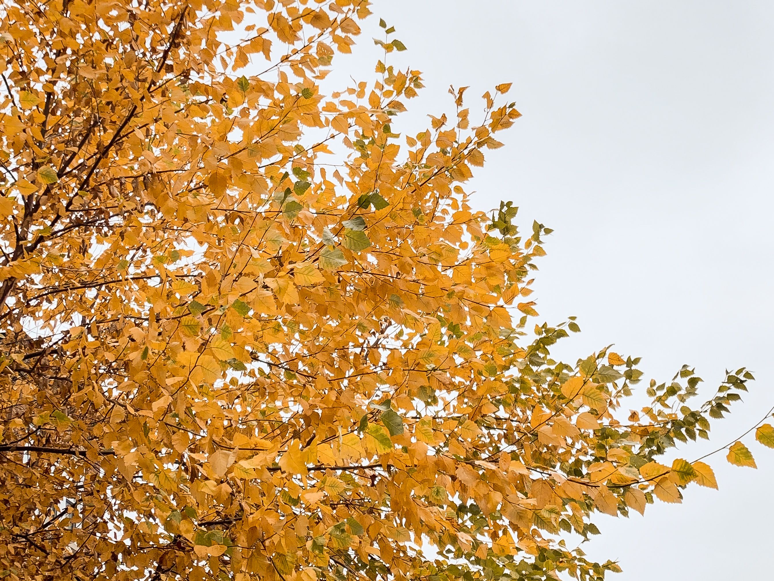 Trees With Brilliant Fall Color