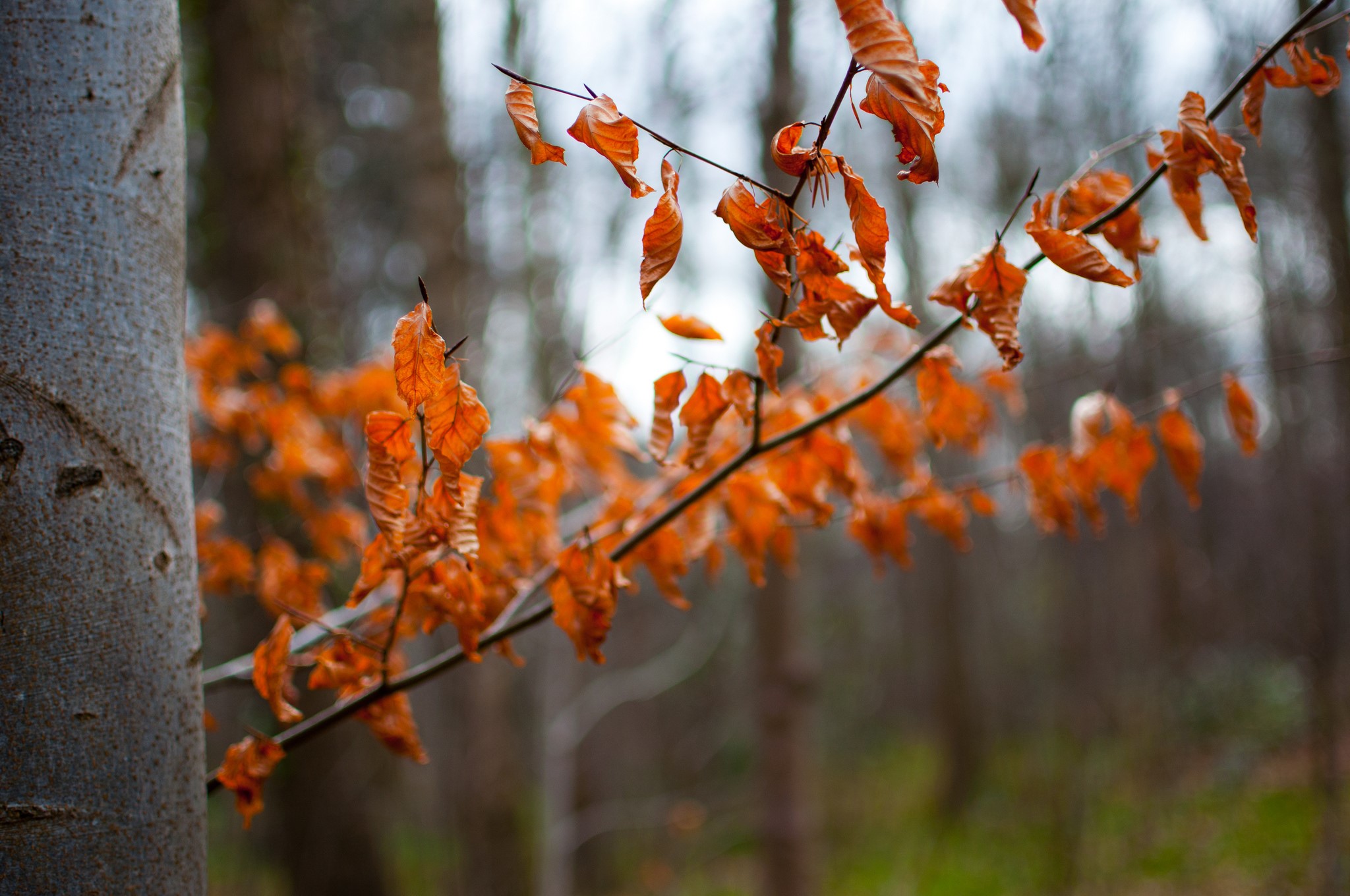 Autumn, Foliage, Branches Gallery HD Wallpaper