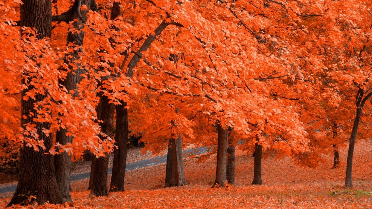 Autumn foliage orange selective color wallpaperx1080