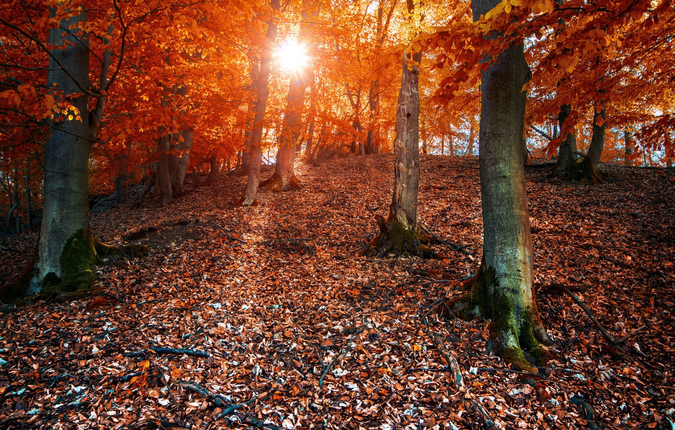 Wallpaper autumn, forest, the sun, foliage, colors, forest, Autumn, leaves, sun, fall image for desktop, section природа