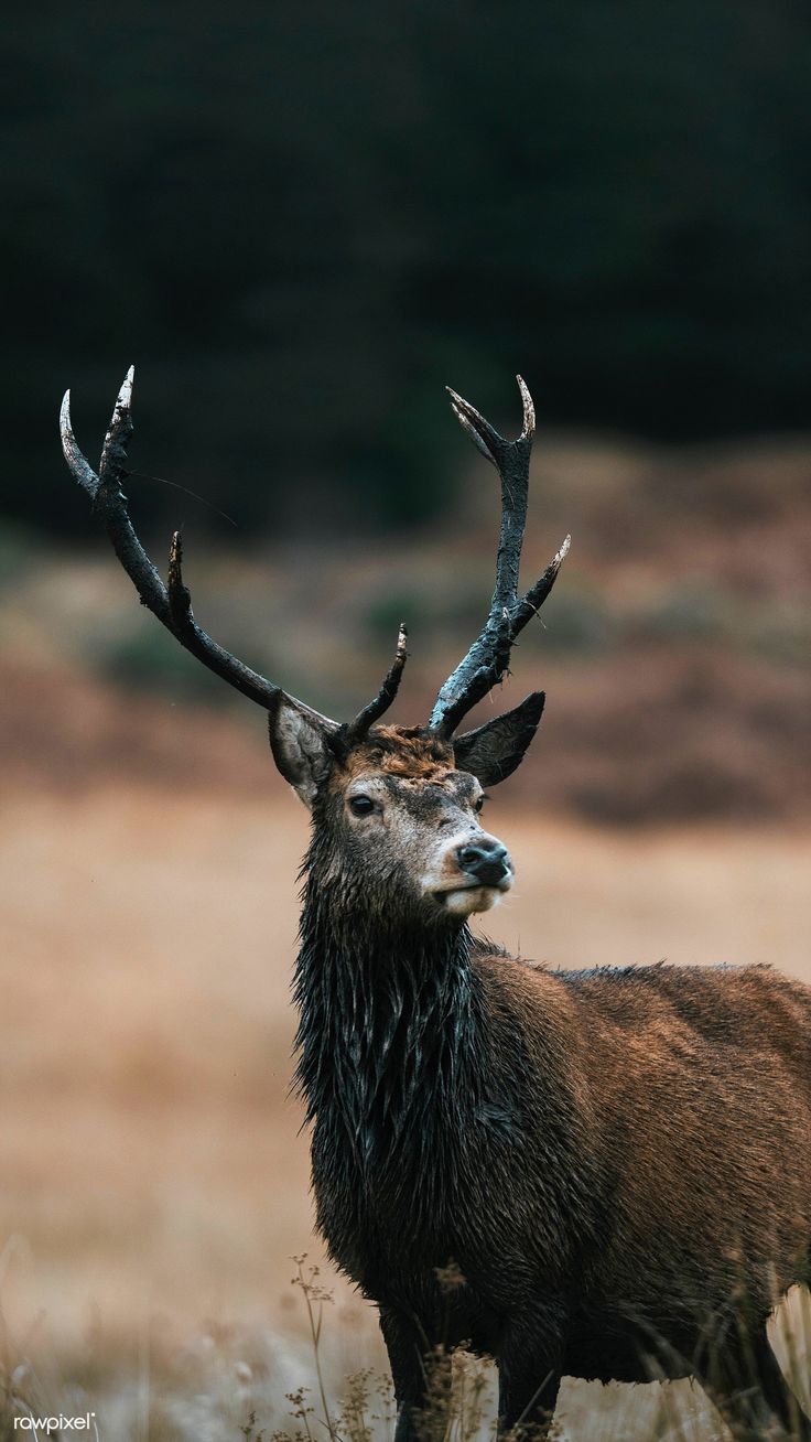 Deer with beautiful antlers in the wild phone background / Jack Anstey. Deer wallpaper, Deer, Animals