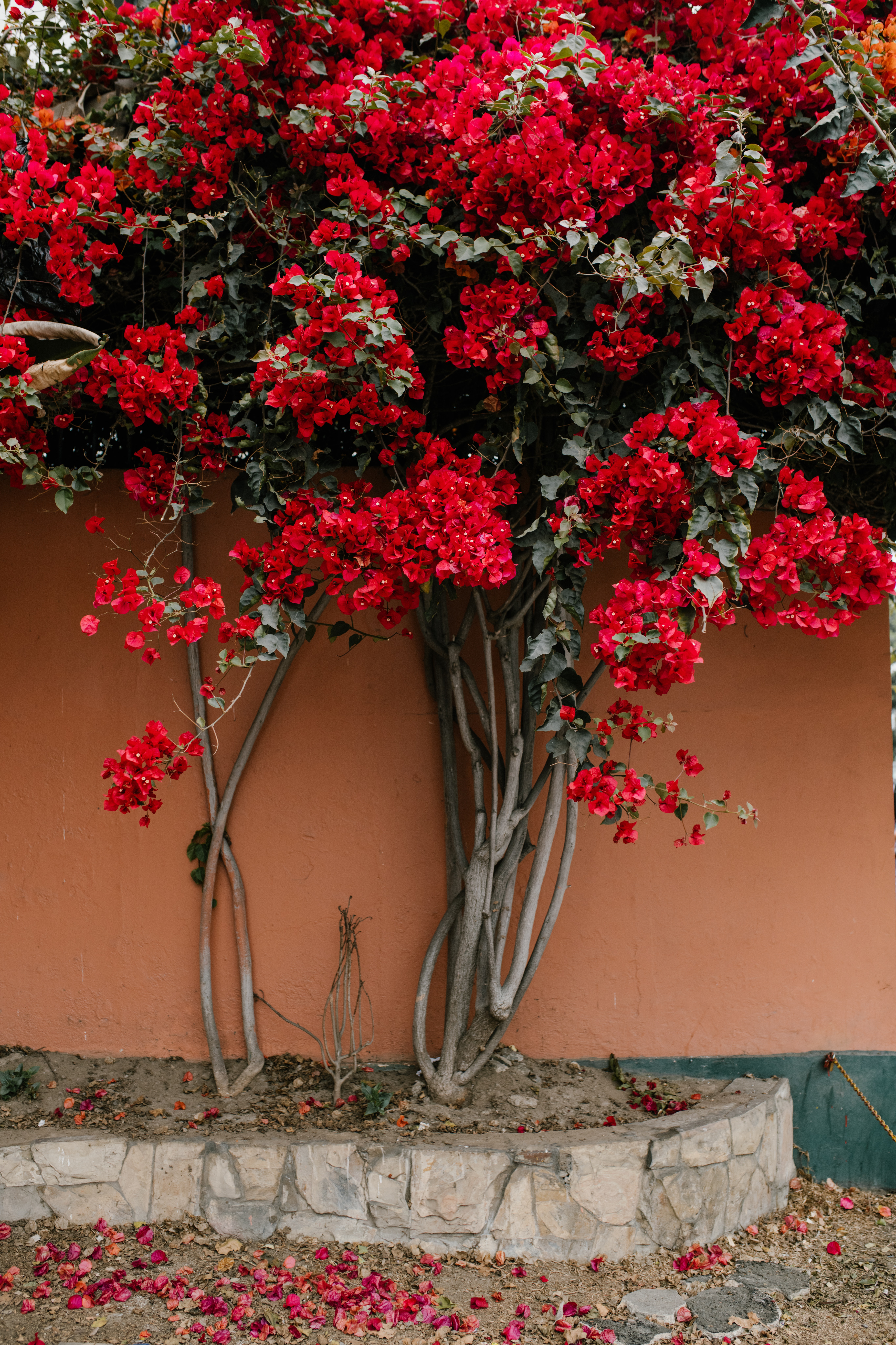 Flowering Tree Photo, Download Free Flowering Tree & HD Image