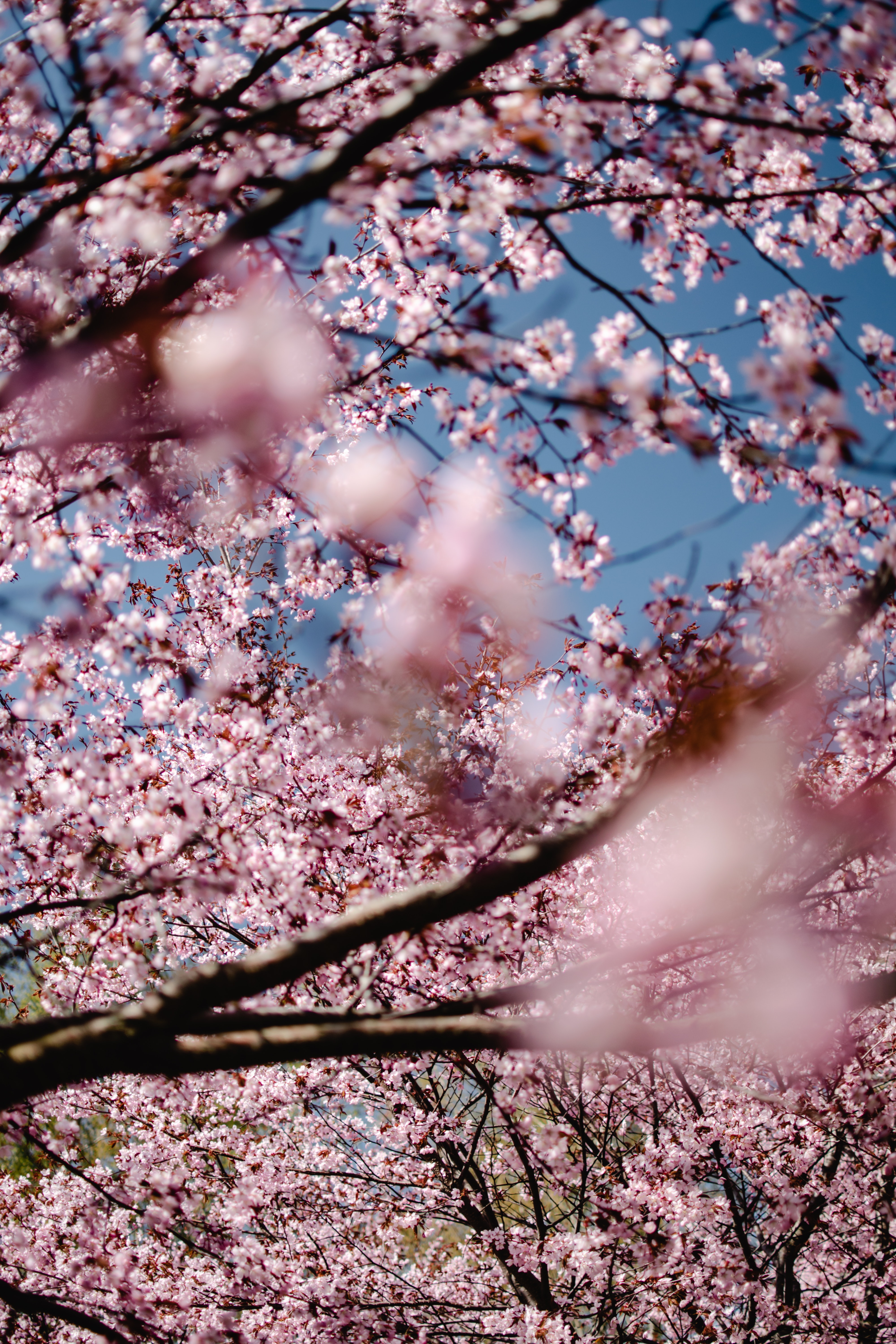Flowering Tree Photo, Download Free Flowering Tree & HD Image
