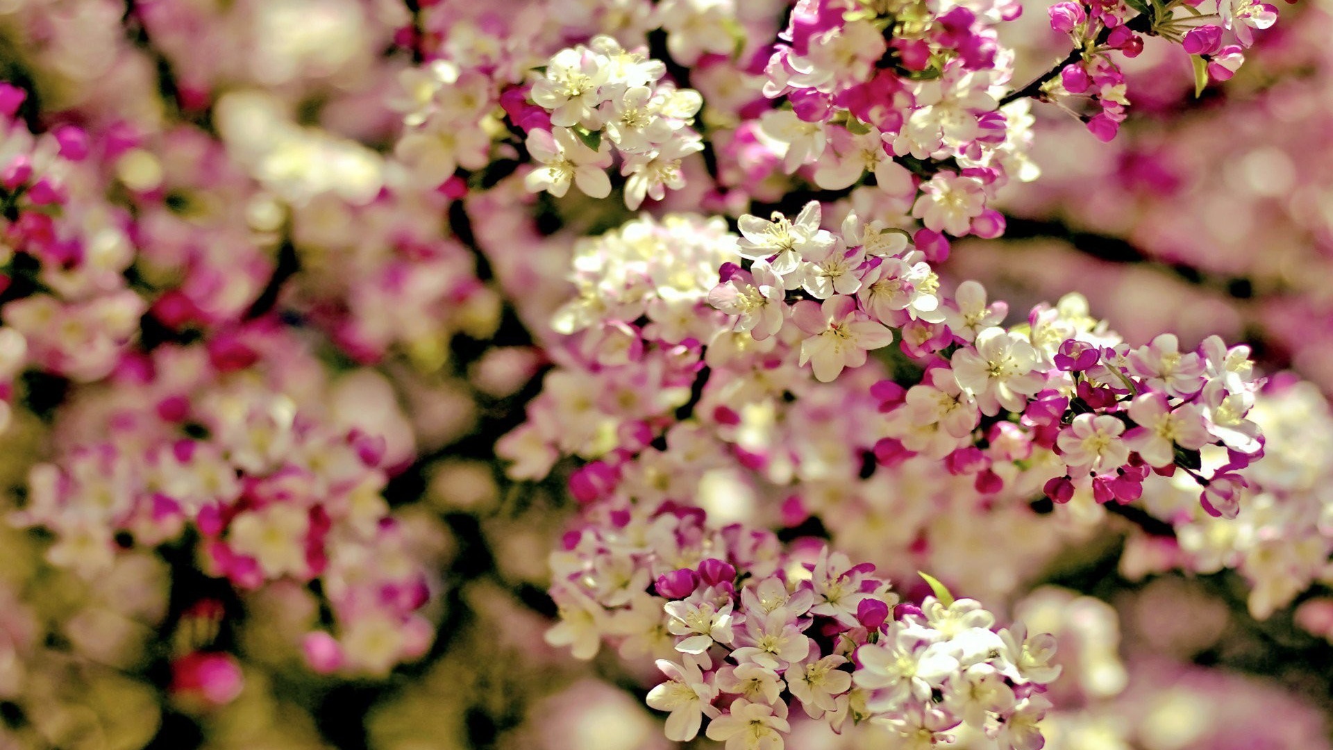 Flower tree Wallpaper Download