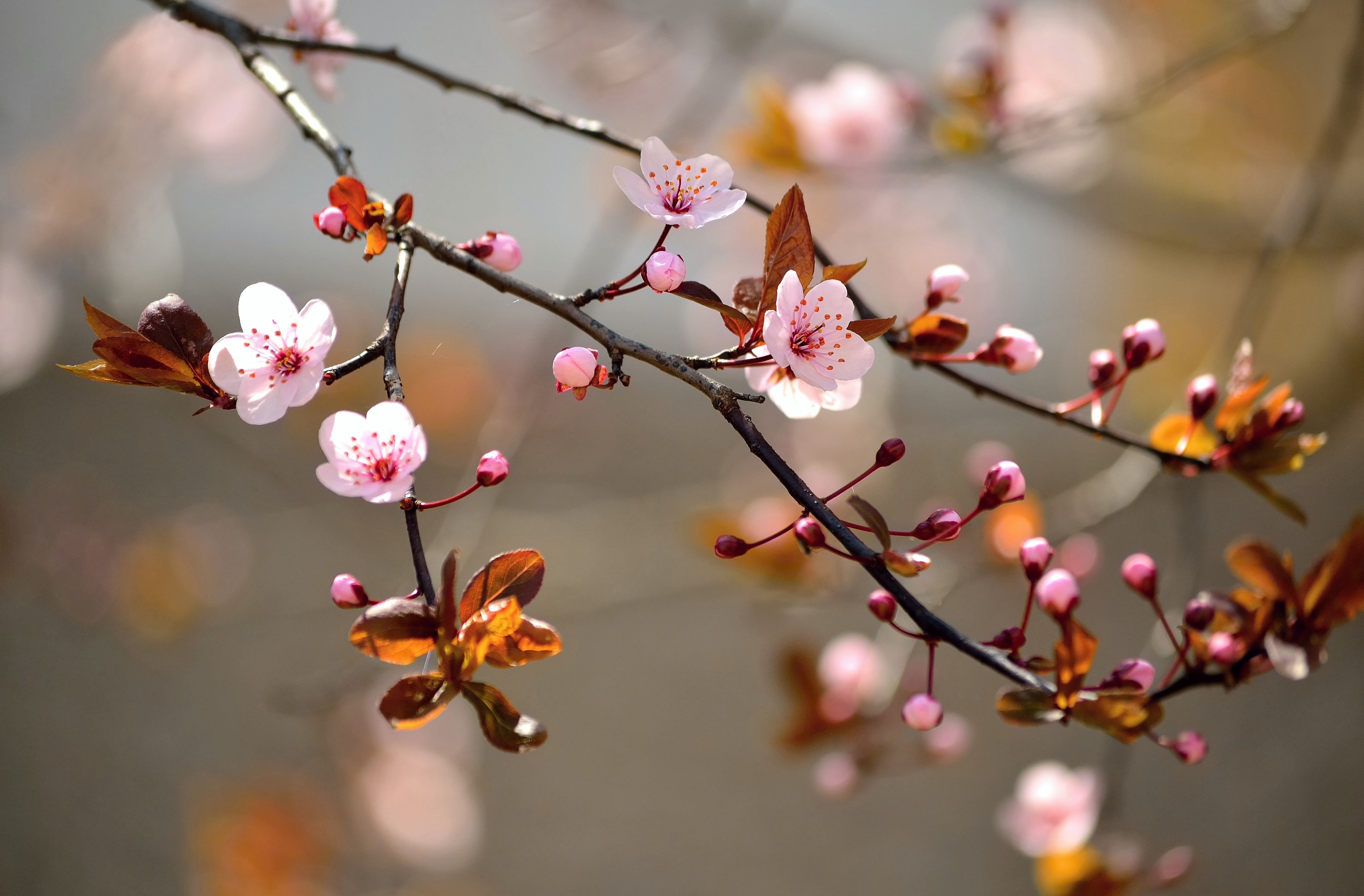 cherry blossom tree #leaves #macro #flowers #branches #nature #tree #spring #Sakura #flowering K #wallpaper #hdwallpap. Flower wallpaper, Blossom trees, Flowers