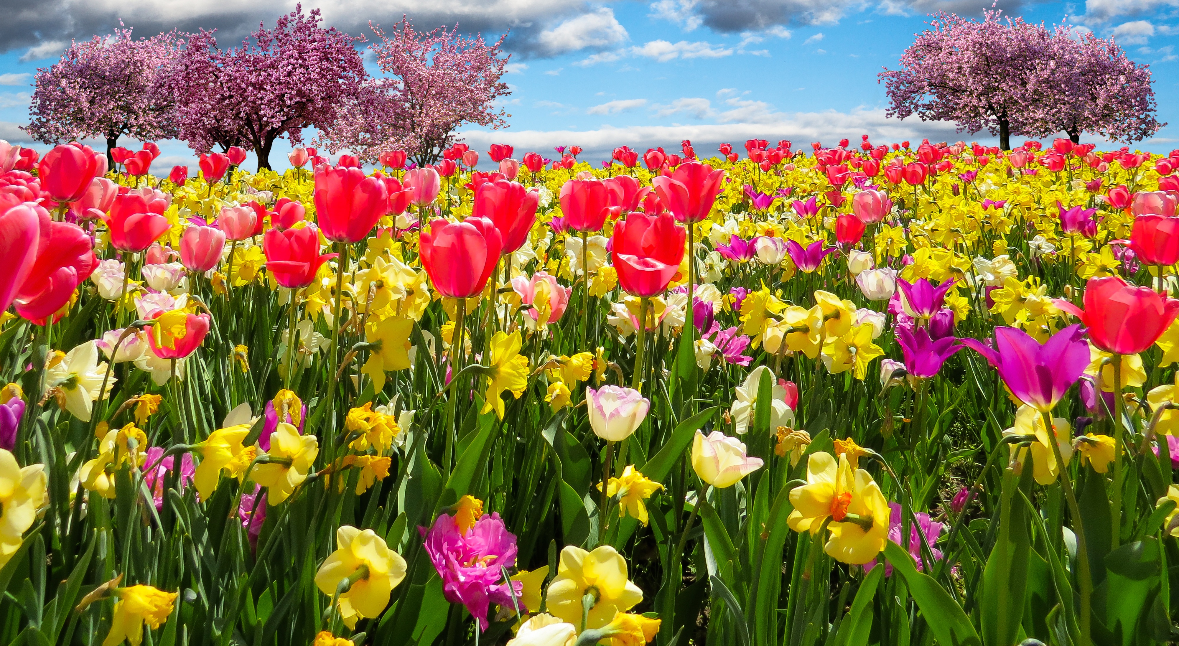 Tulip Field Tree Blossom Red Flower Yellow Flower Wallpaper:4000x2192
