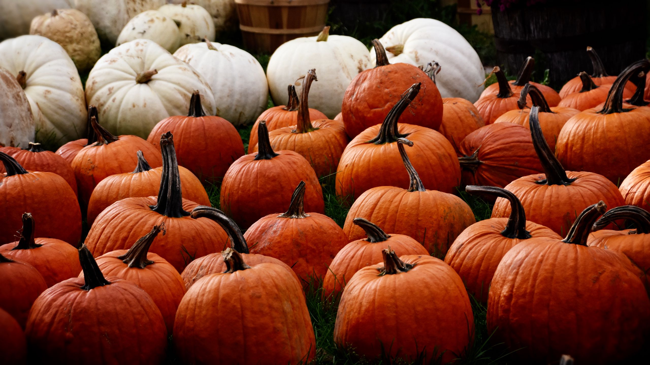 Download wallpaper 2560x1440 pumpkin, autumn, harvest widescreen 16:9 HD background