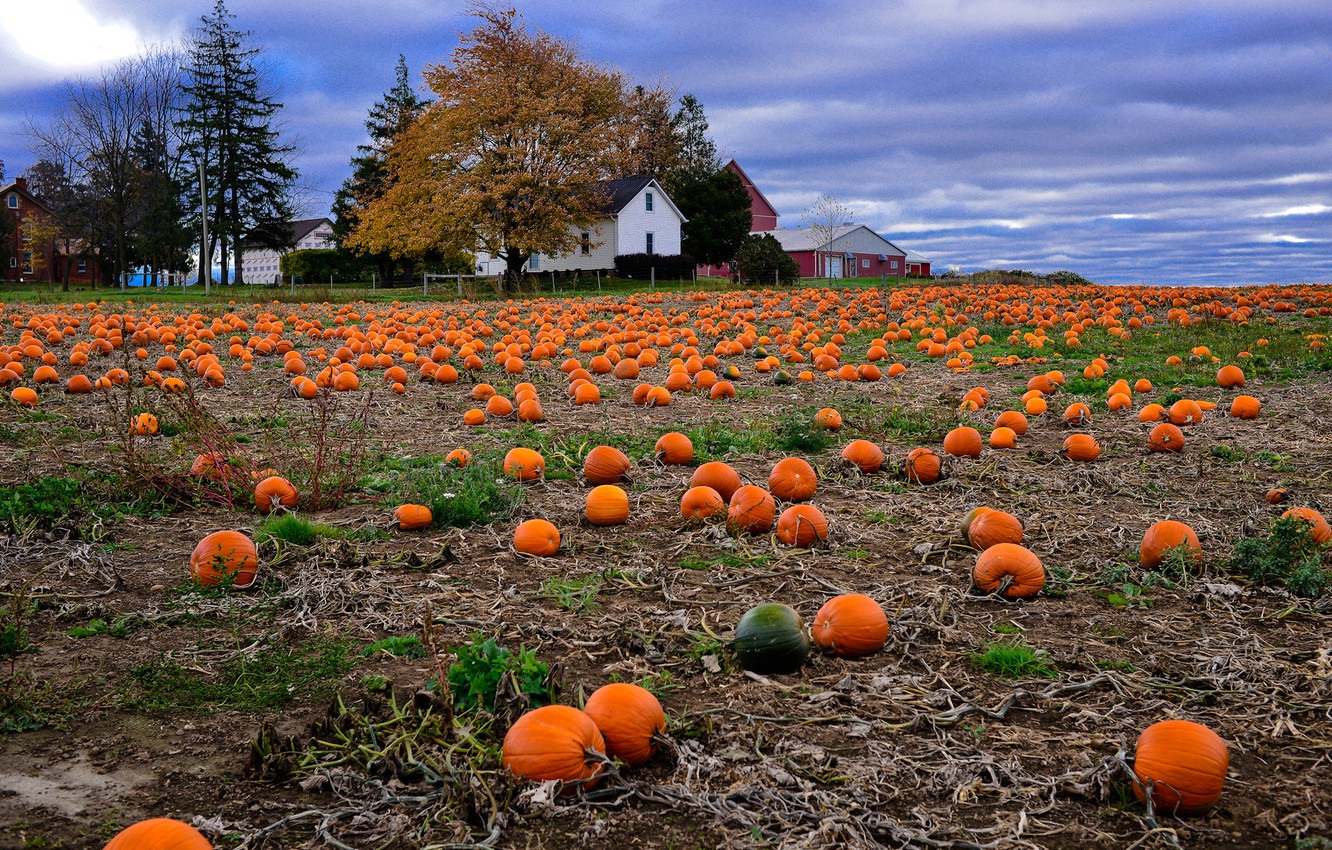 Wallpaper field, autumn, landscape, house, harvest, pumpkin image for desktop, section разное