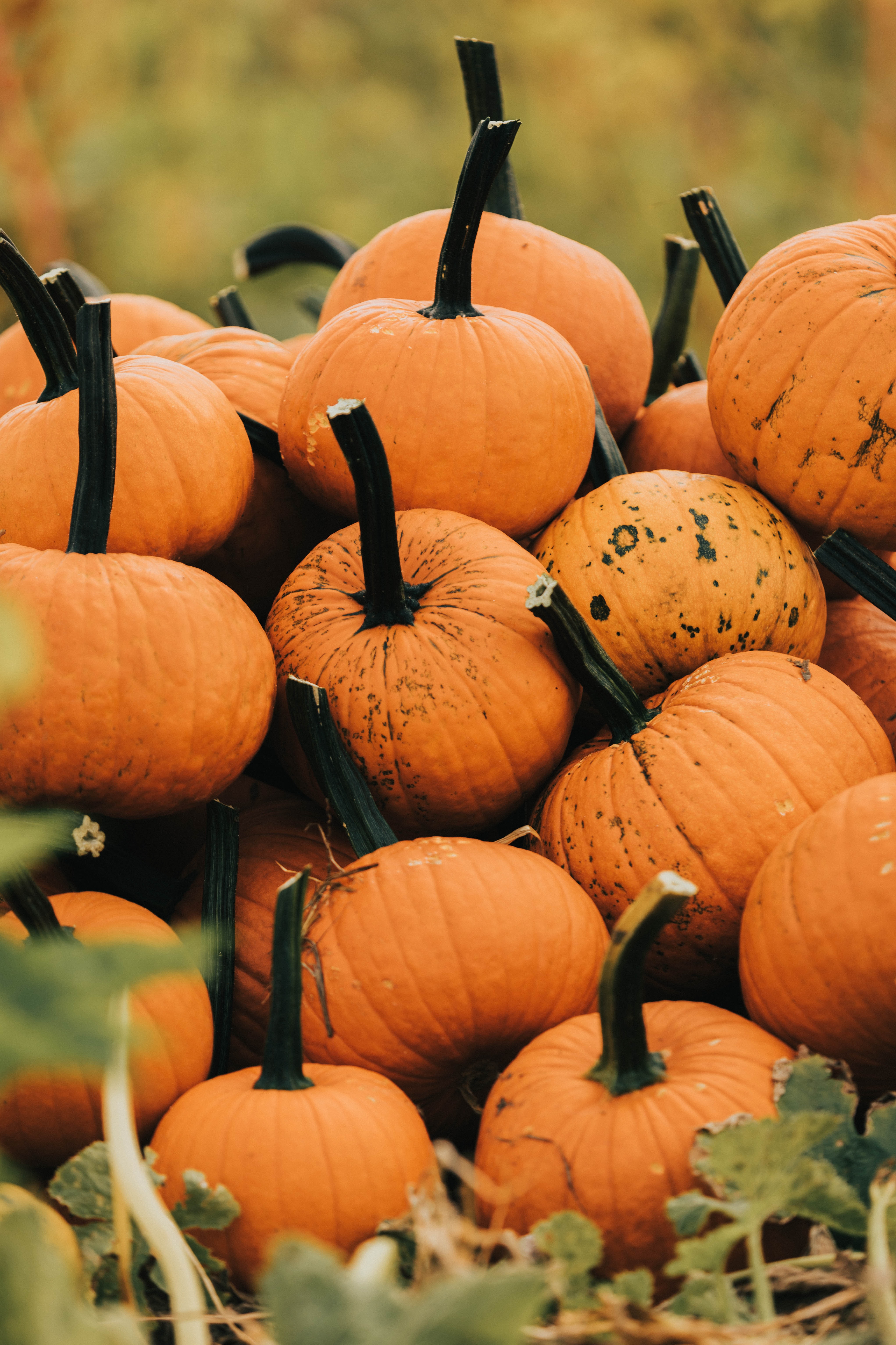 Pumpkin Harvest Wallpapers - Wallpaper Cave